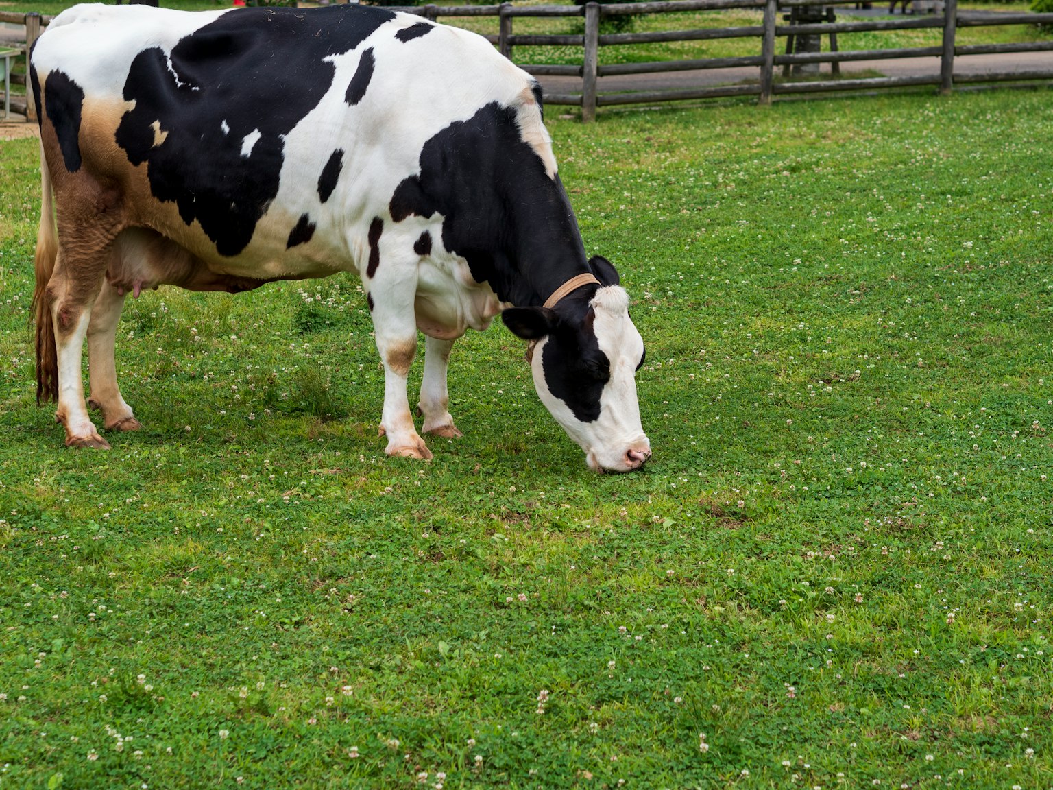 Mucca bianca e nera che pascola su erba verde