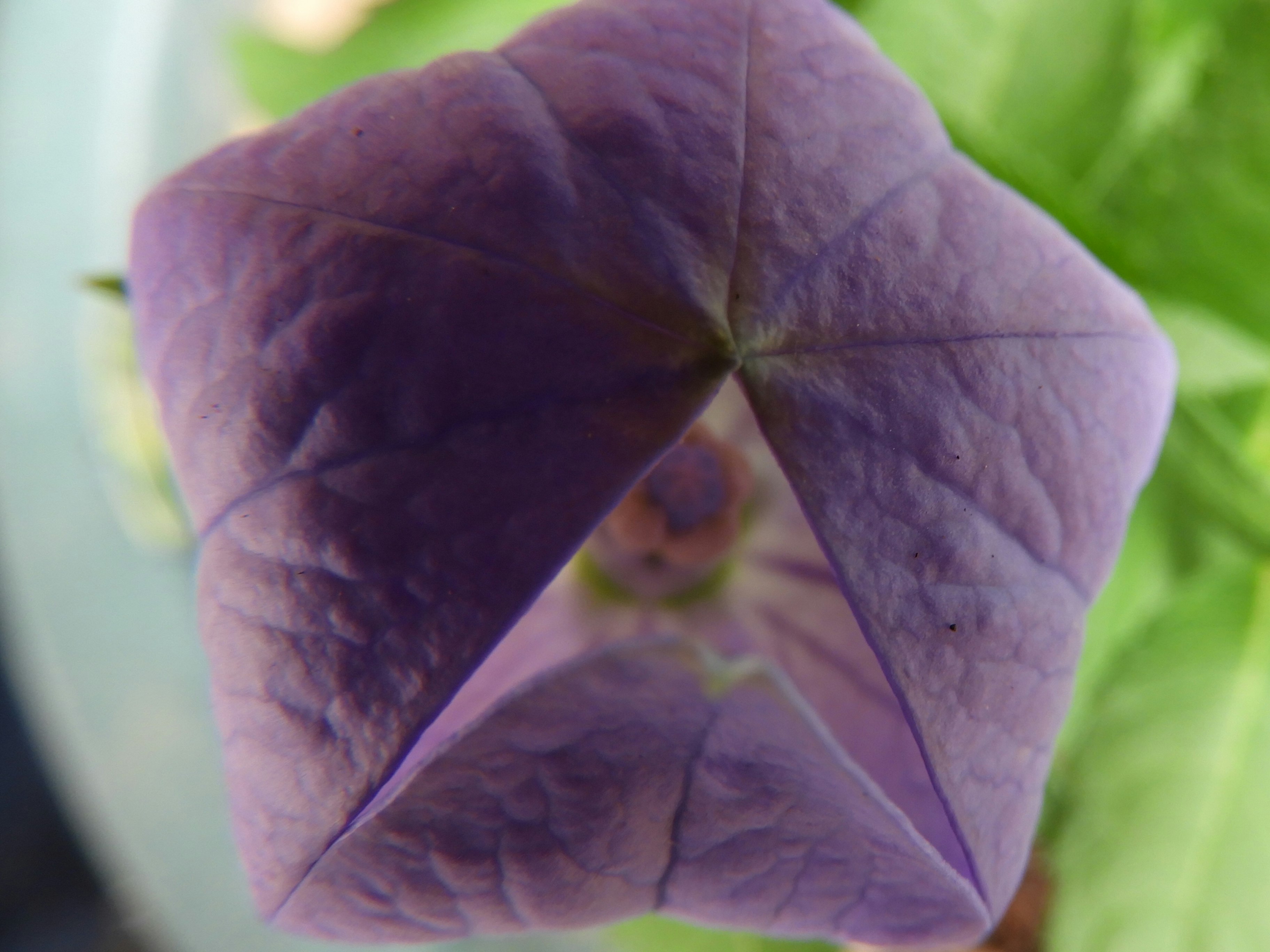紫の花びらが重なるキキョウの開花