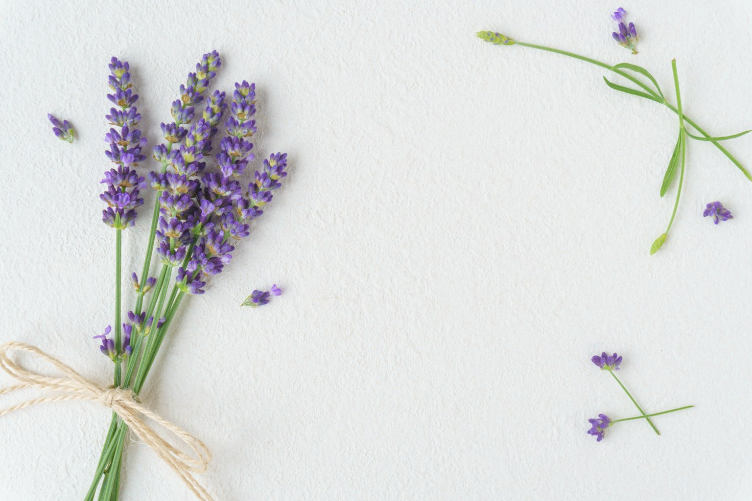 A bouquet of lavender tied with twine on a light background