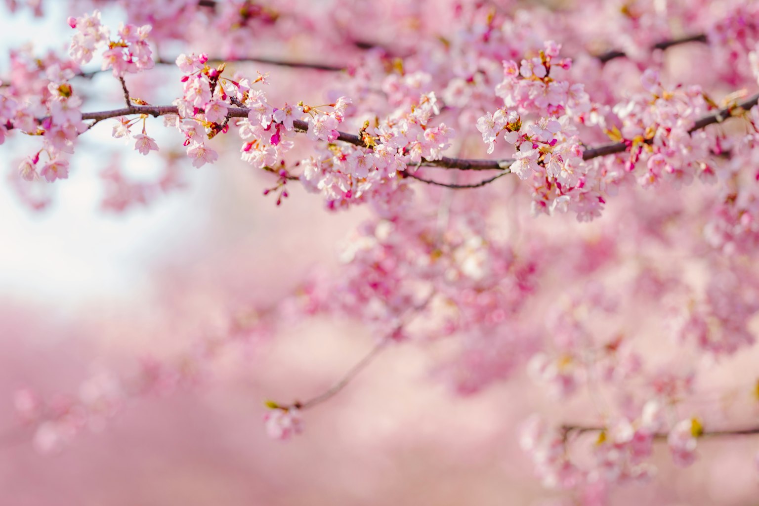 Nahaufnahme von Kirschbaumzweigen mit sanften rosa Blüten