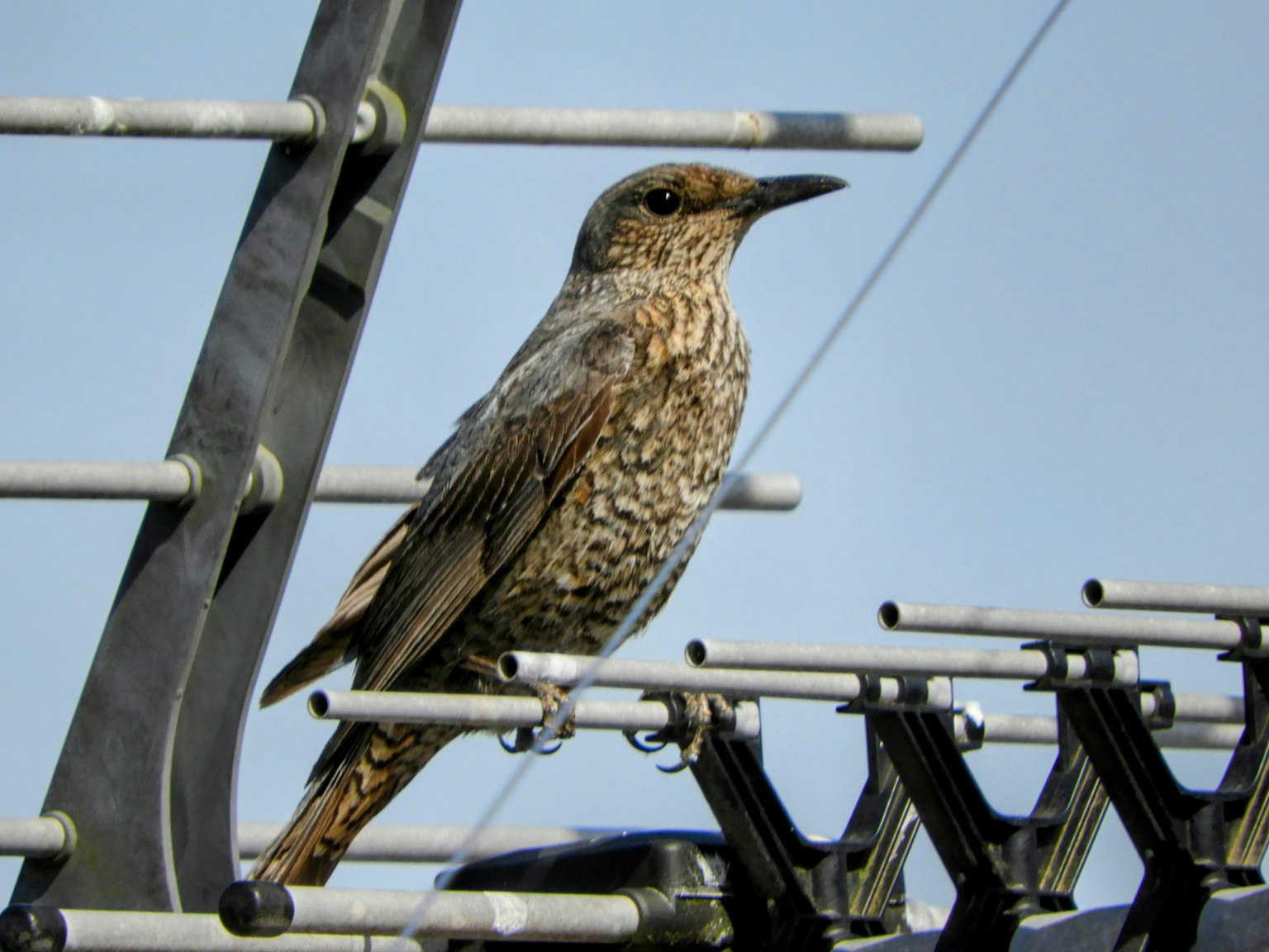 Một con chim đậu trên ăng-ten