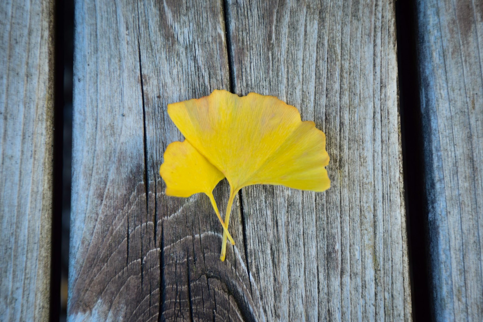 Lá ginkgo vàng nằm trên ván gỗ