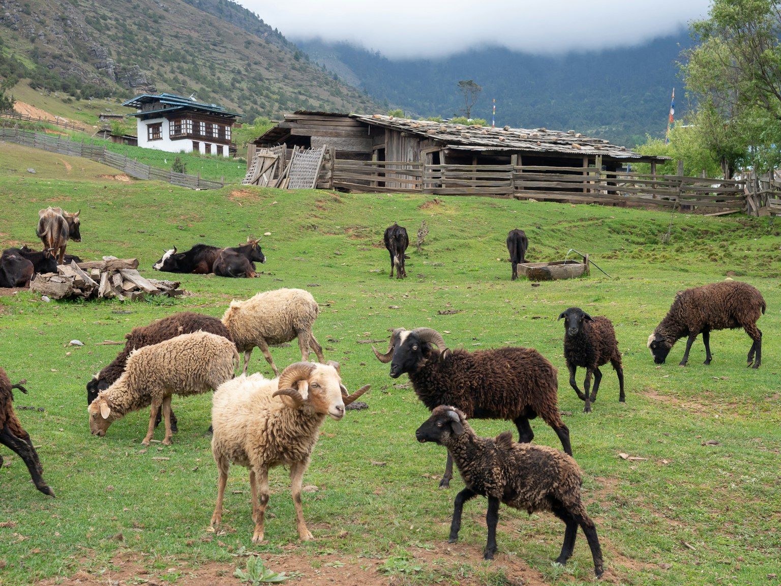 Un paysage avec des moutons broutant de l'herbe une vieille maison en bois en arrière-plan