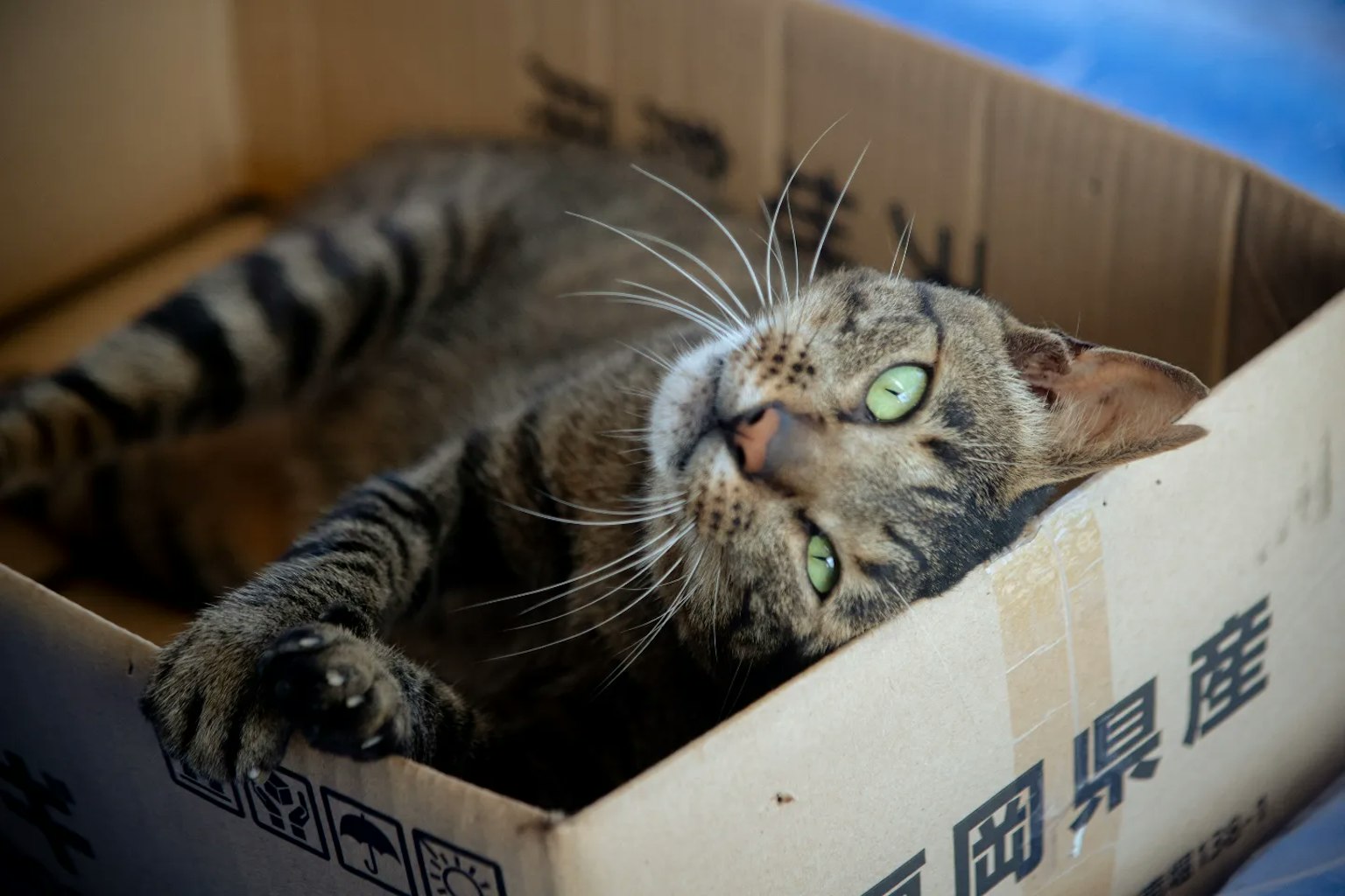 Cận cảnh một con mèo tabby nằm trong hộp bìa