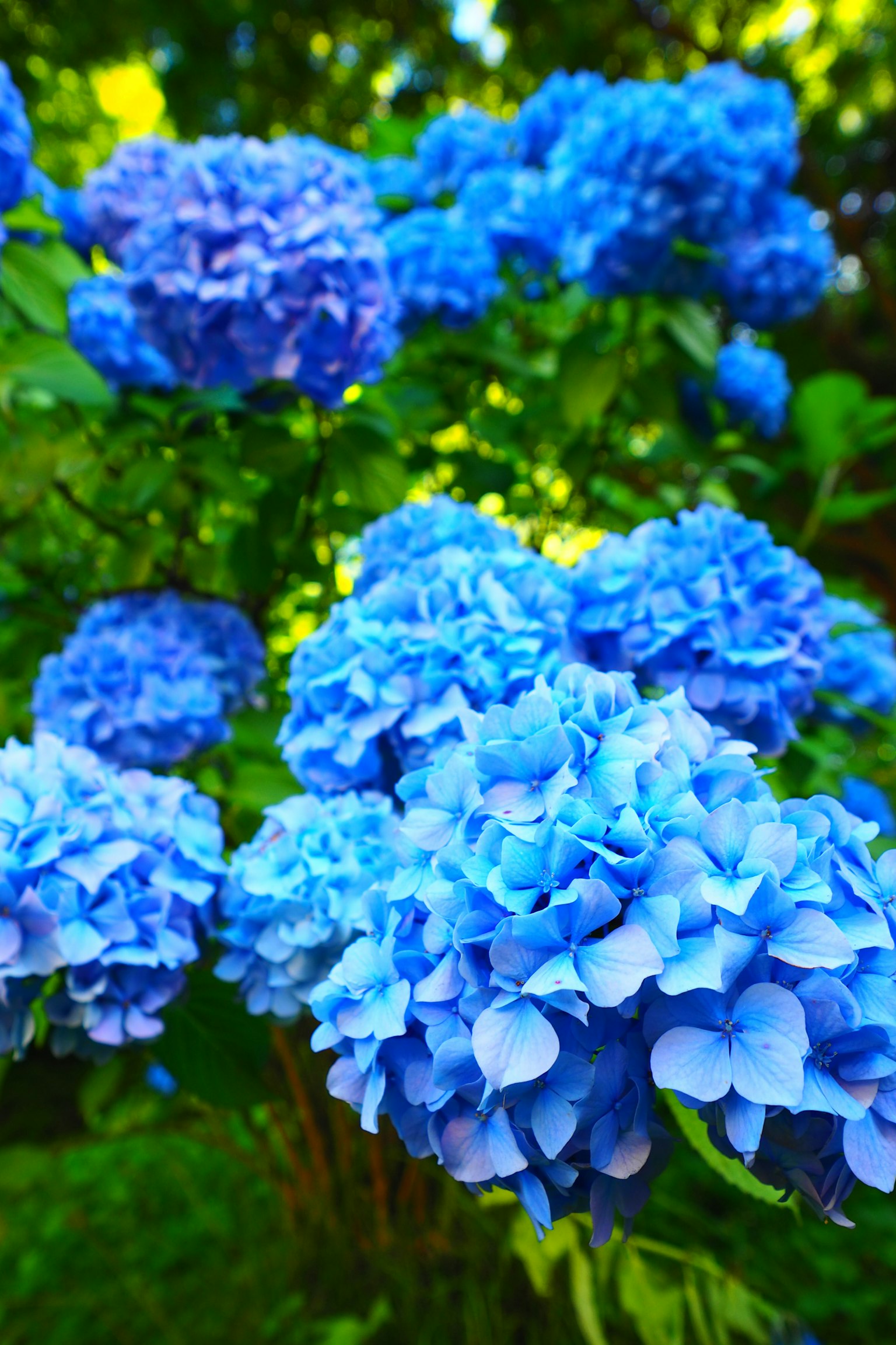 Gambar dekat bunga hydrangea biru di taman