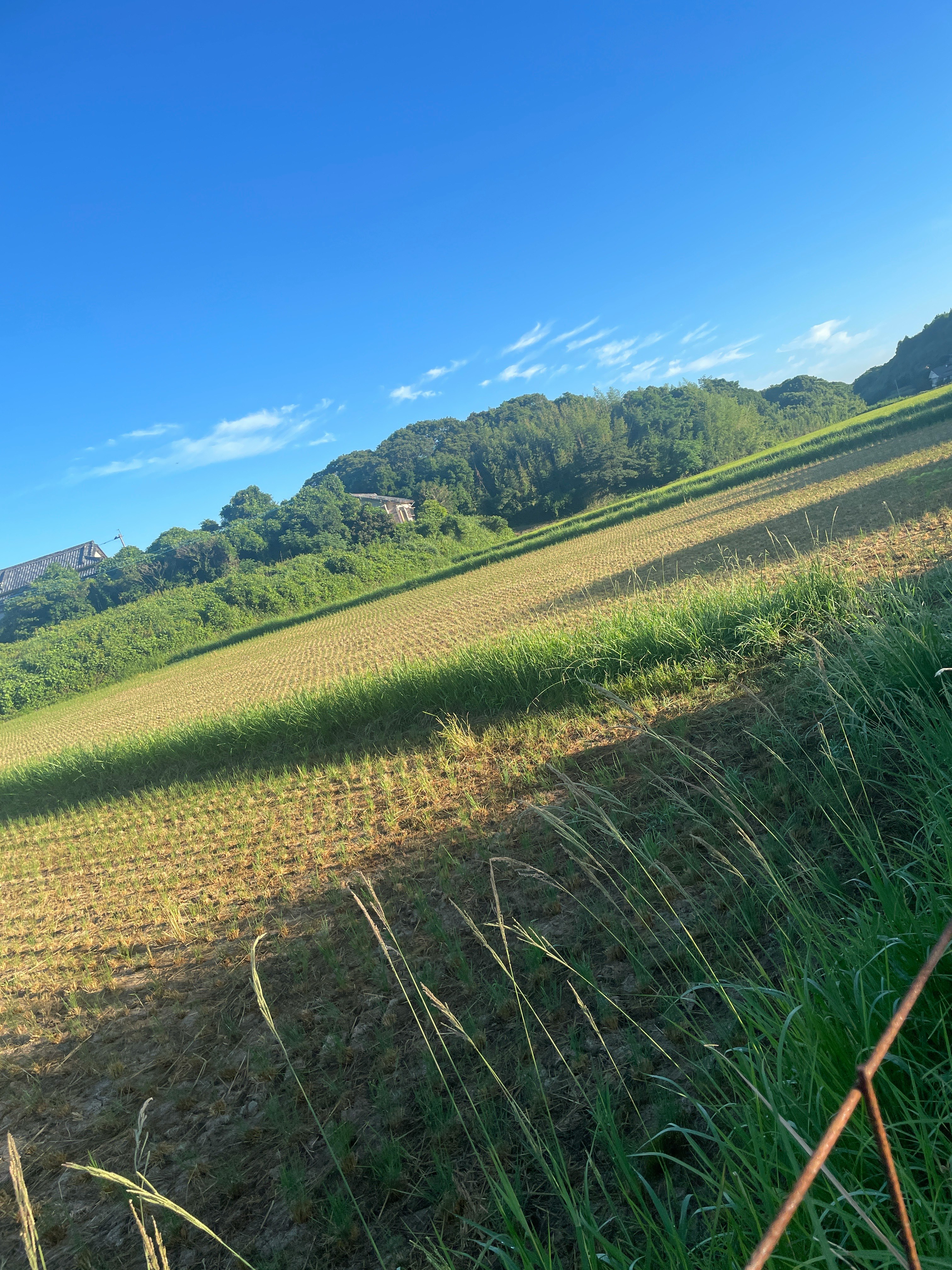 稲刈り後の田んぼと緑の草むらの自然風景