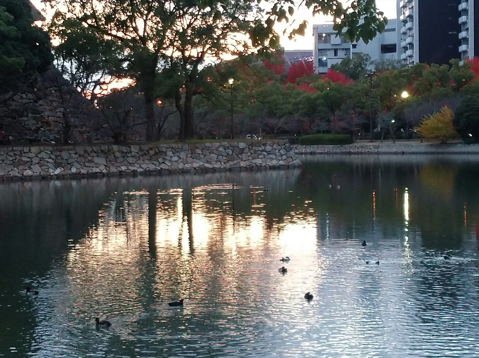 在平静的池塘上漂浮的鸭子反射着傍晚的天空