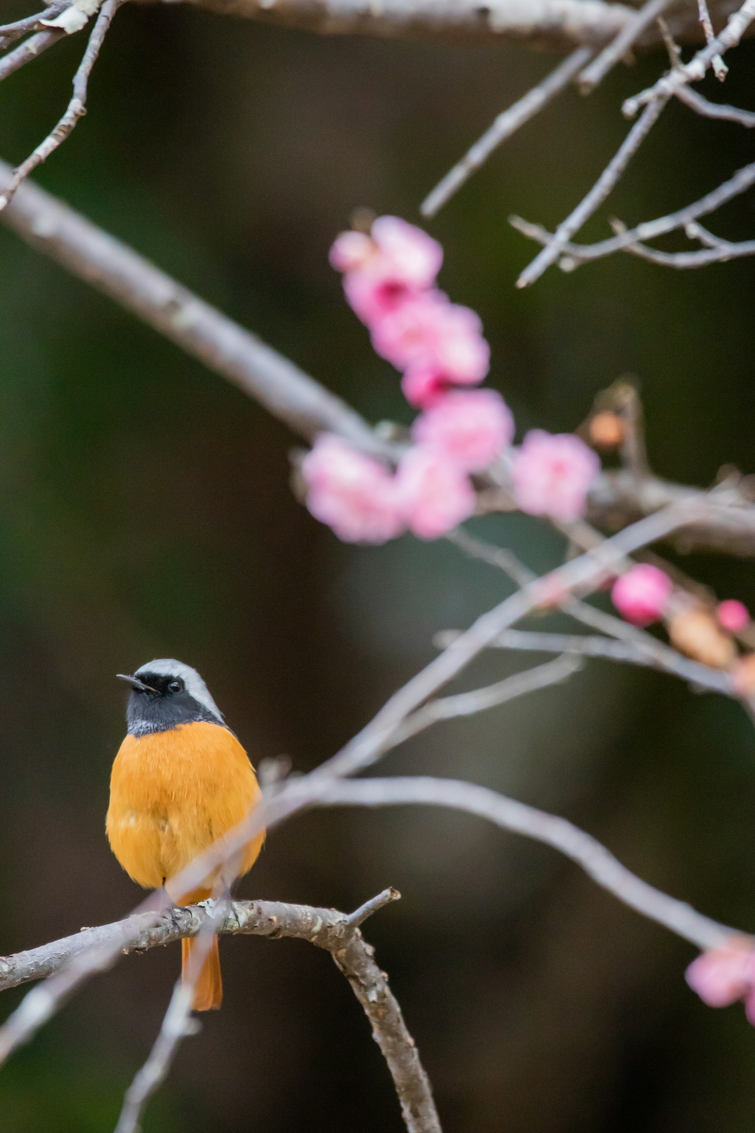 Un pájaro naranja posado en una rama de cerezo