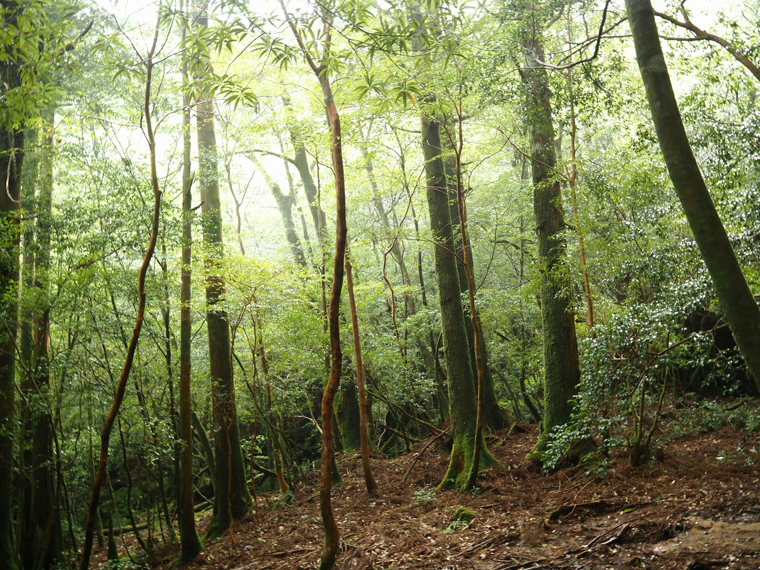 Scena di foresta rigogliosa avvolta nella nebbia con alberi alti e luce soffusa