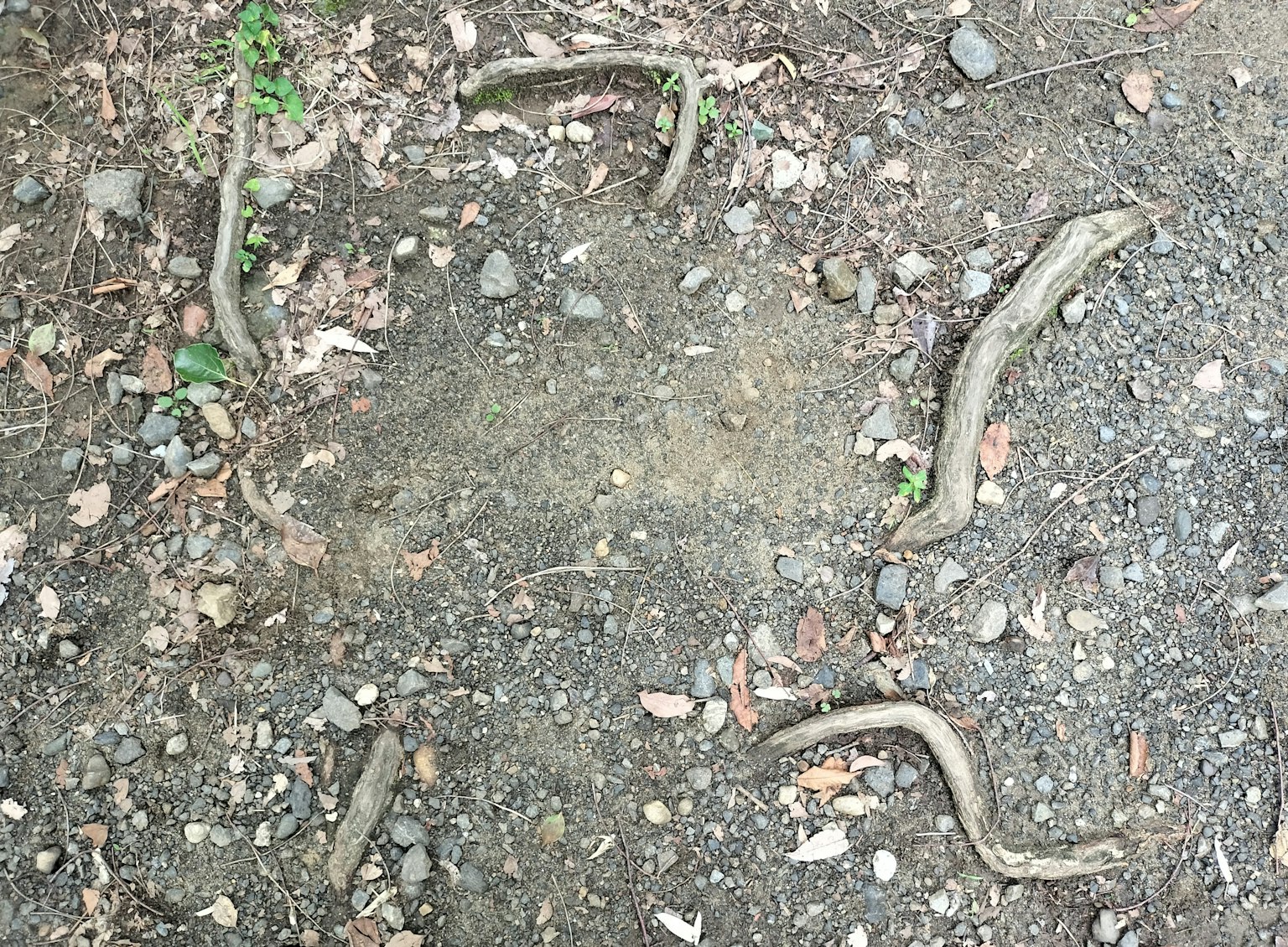 Natural scene with exposed tree roots and small stones on the ground