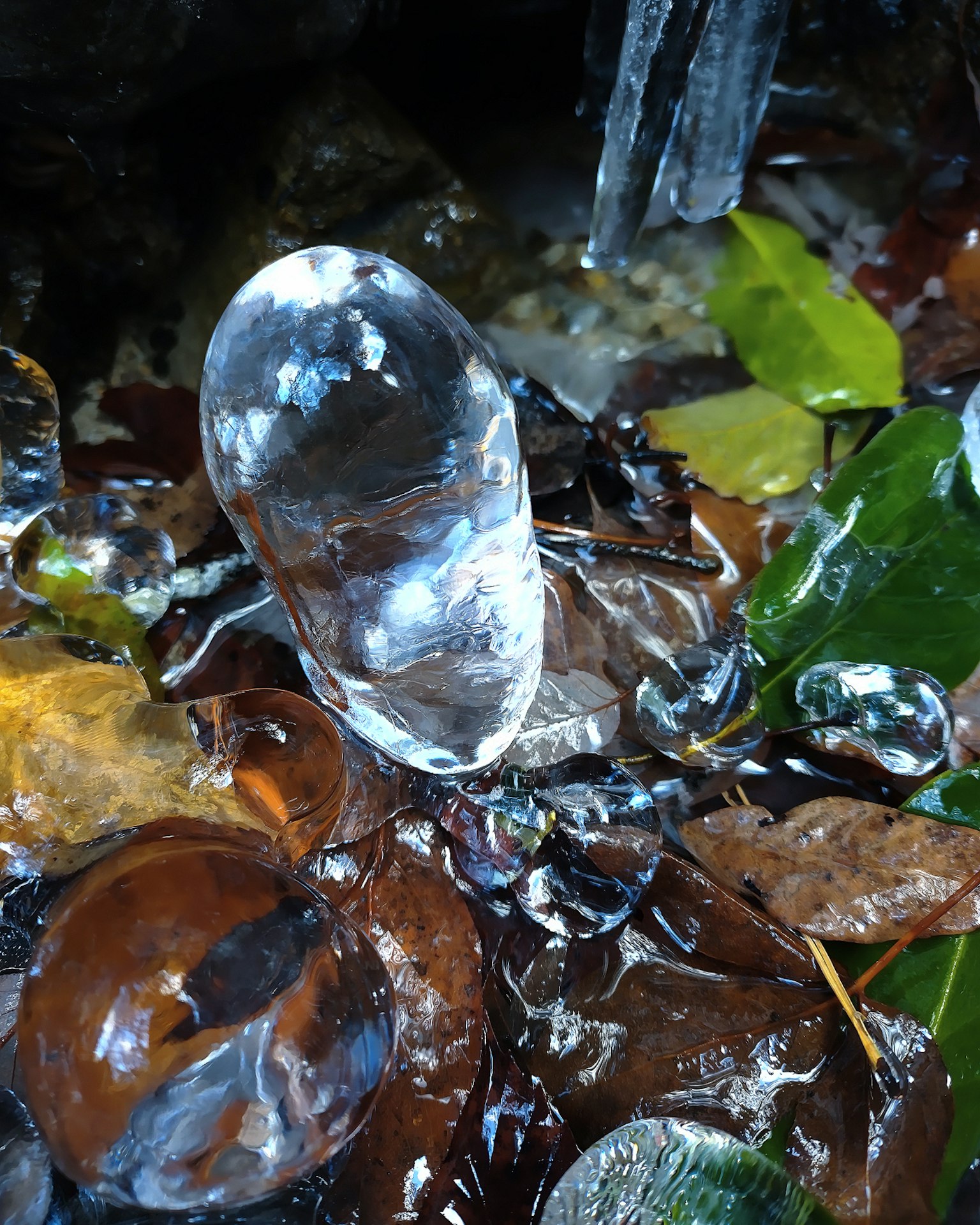 Klare Eiskristalle auf feuchten Blättern mit Reflexionen