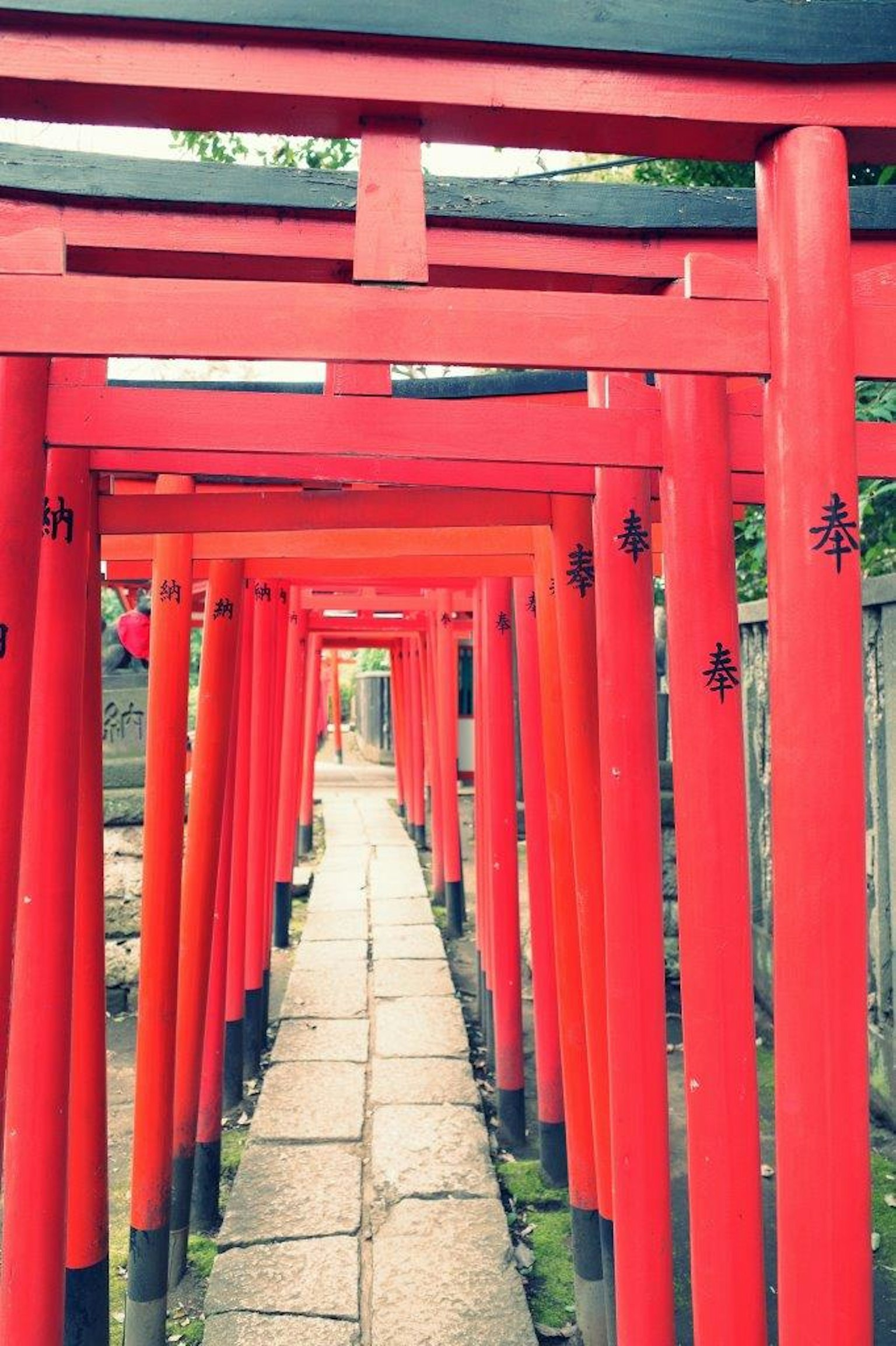 Sentiero fiancheggiato da porte torii rosse vivaci