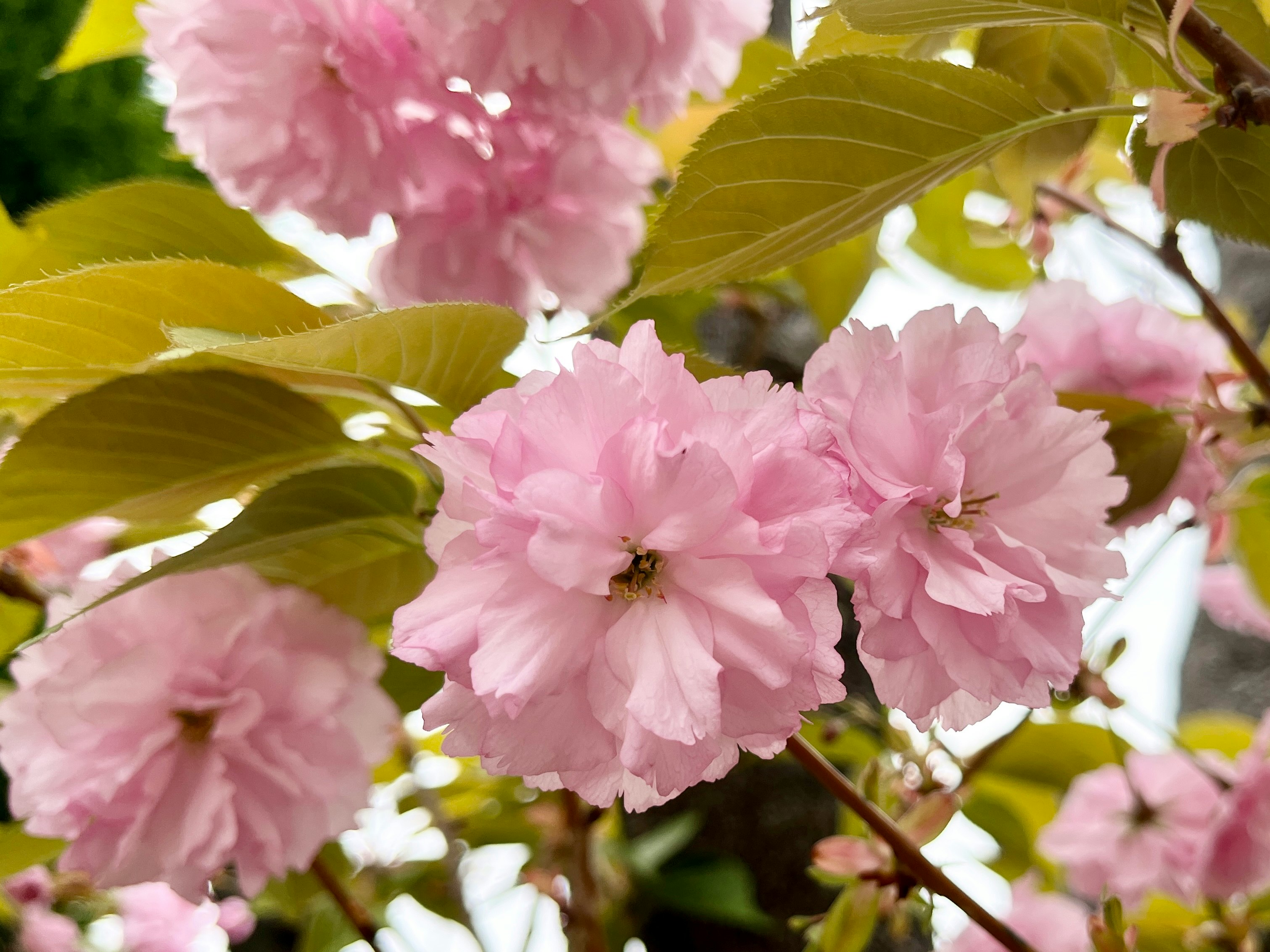 ピンクの八重桜の花と若葉が枝に咲く庭の風景