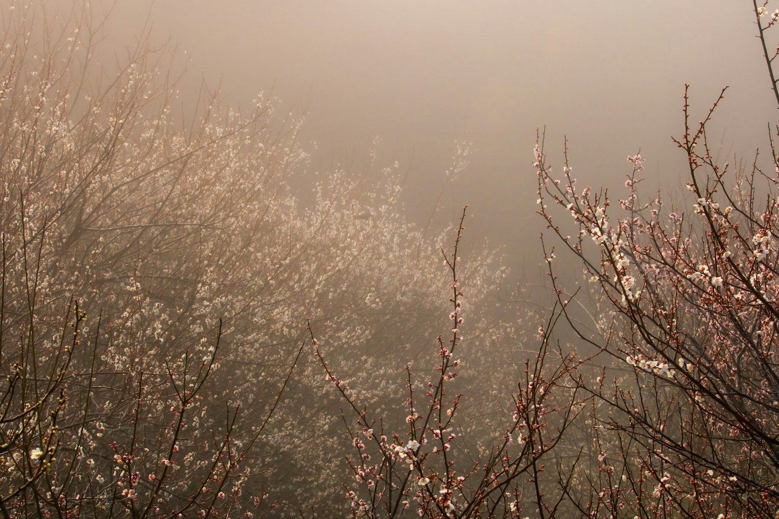 Flores de cerezo floreciendo en la niebla con luz suave