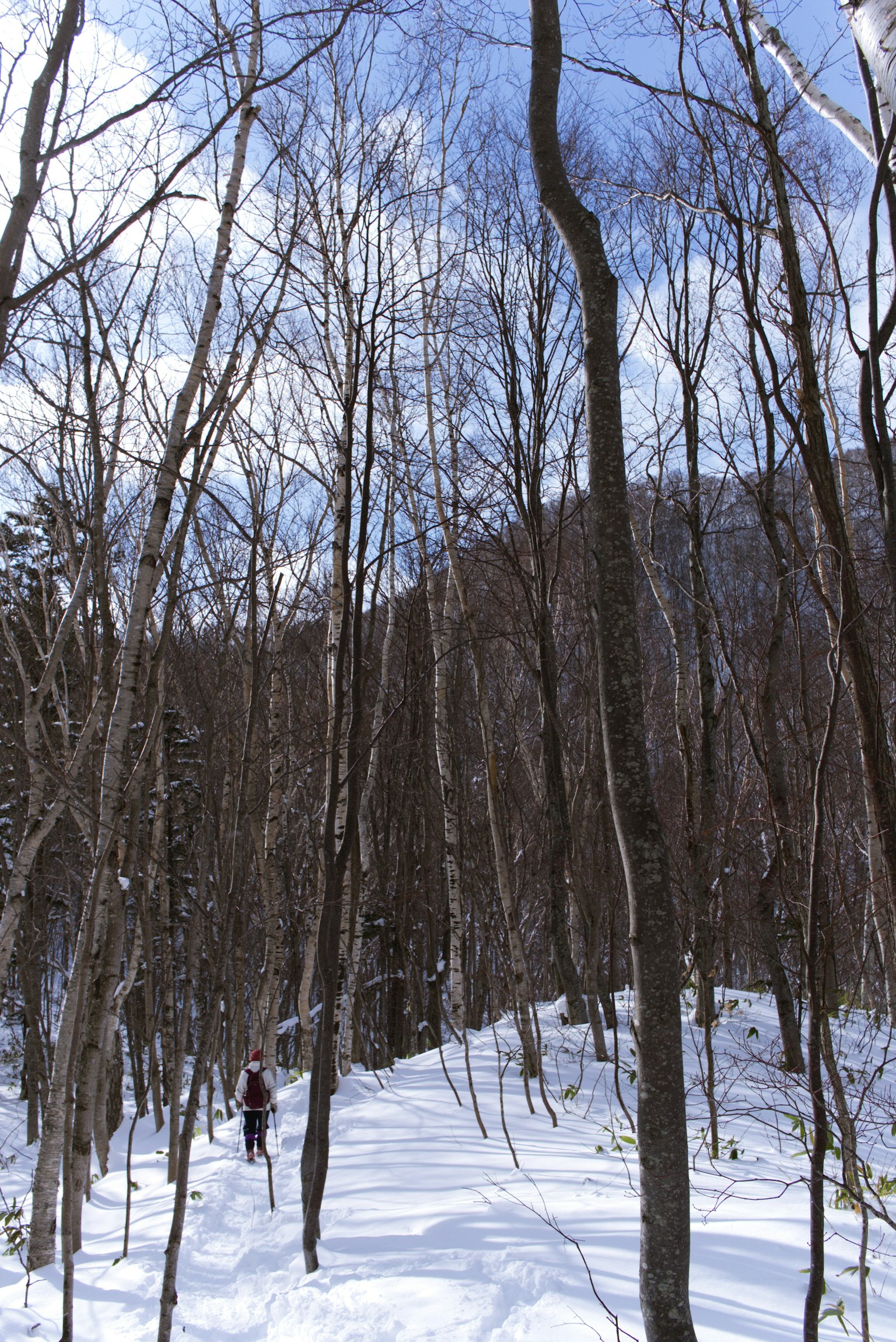 Una persona che cammina in una foresta innevata con alberi spogli