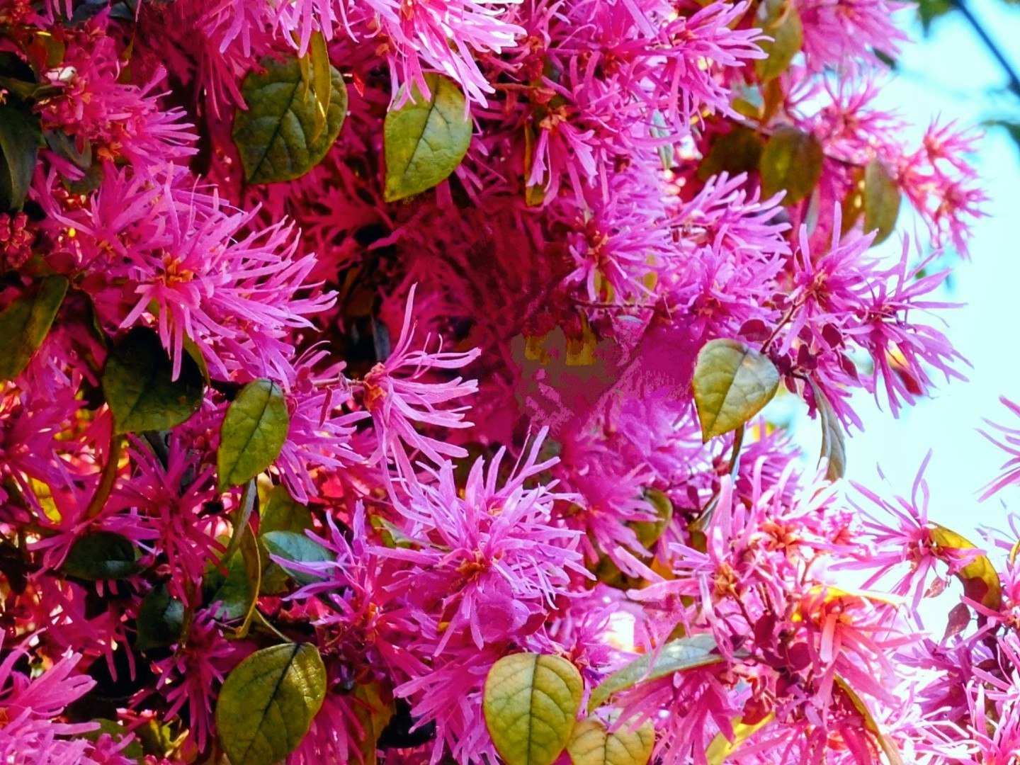 ピンクのトキワマンサクの花が密に咲く様子