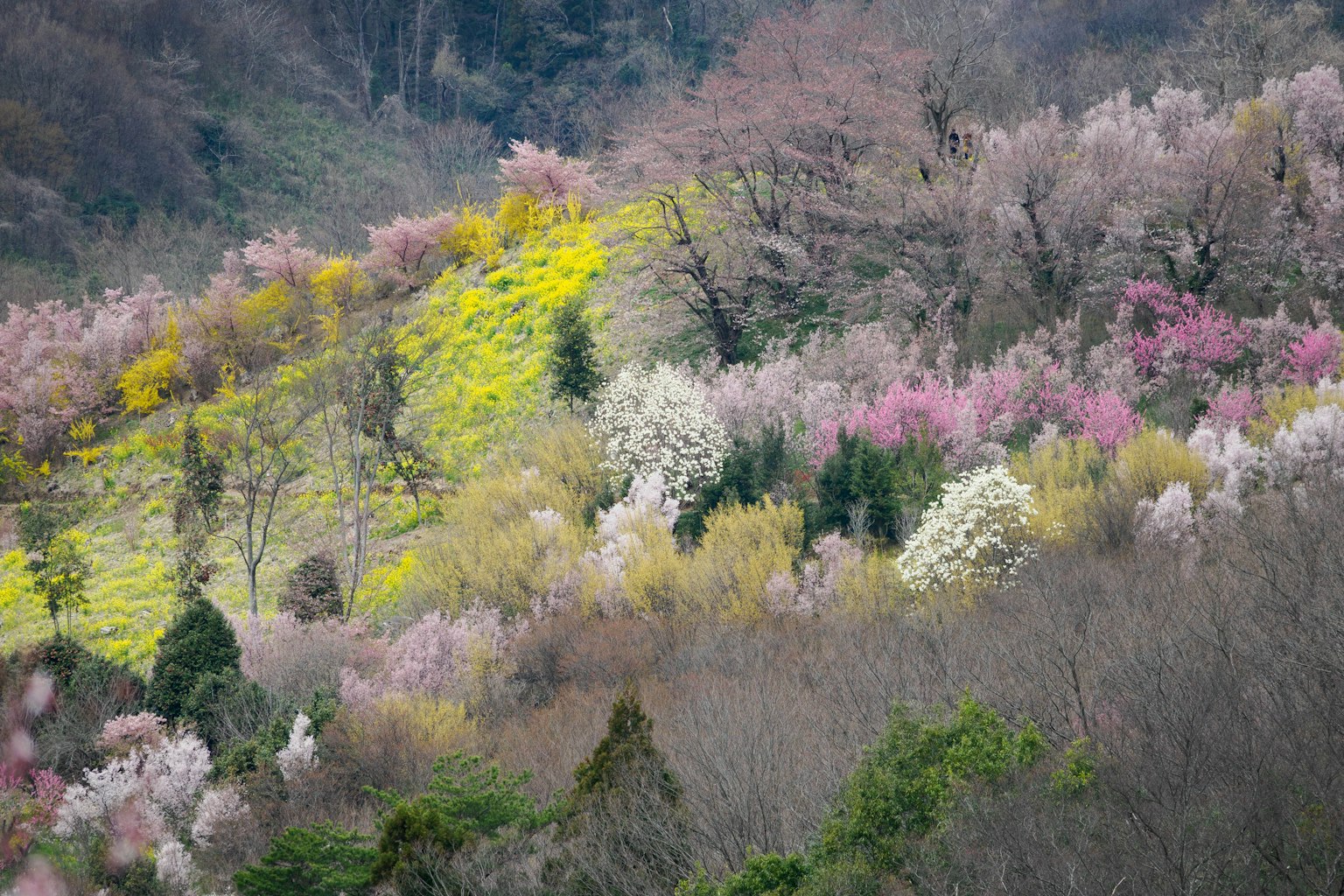 春季盛開的花卉風景 色彩繽紛的花朵和多樣的花卉