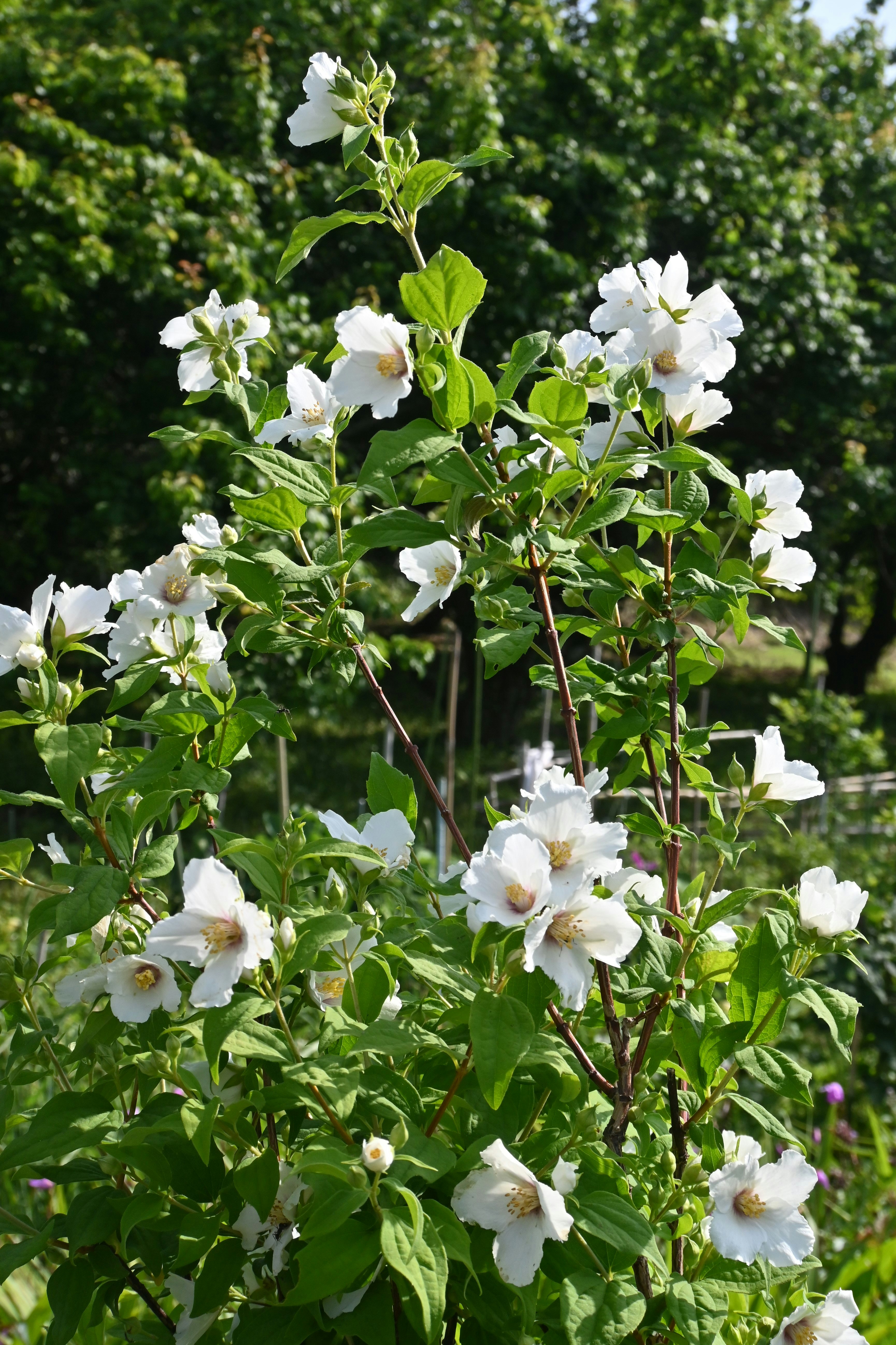 バイカウツギの白い花が咲く庭の木立