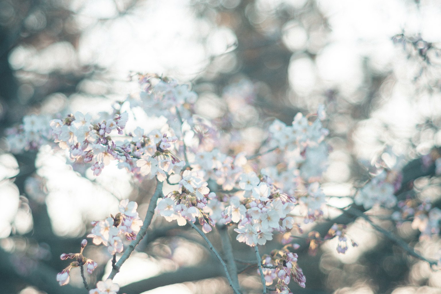 Primer plano de ramas de cerezo en flor con colores suaves