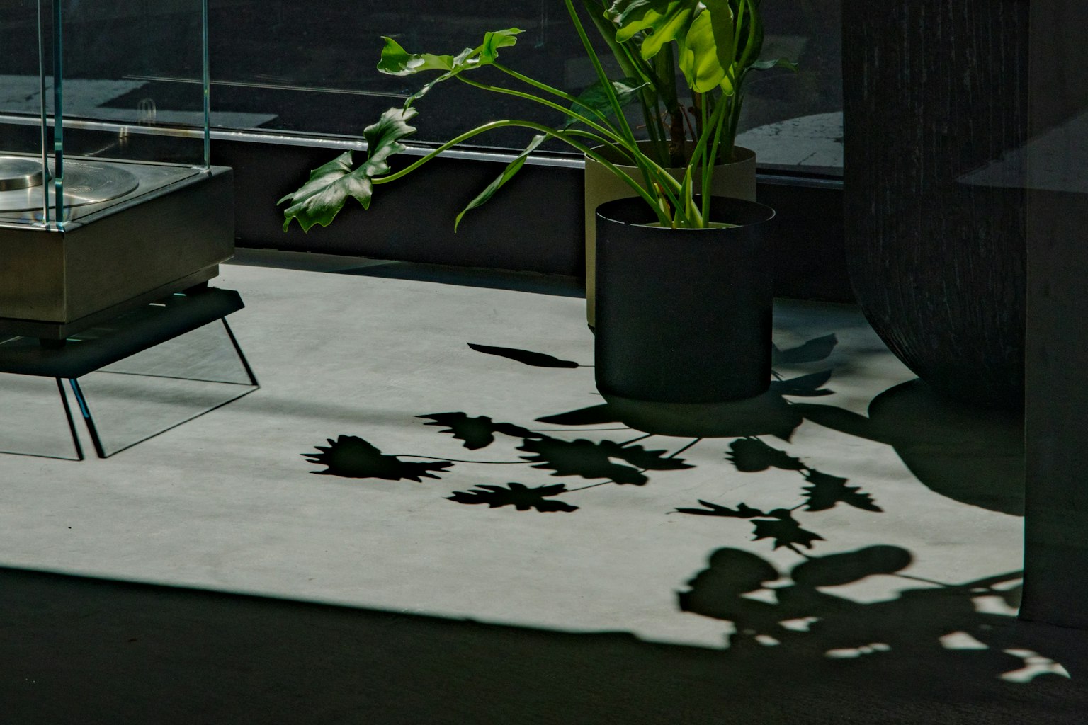 Ombres d'une plante verte sur un sol moderne