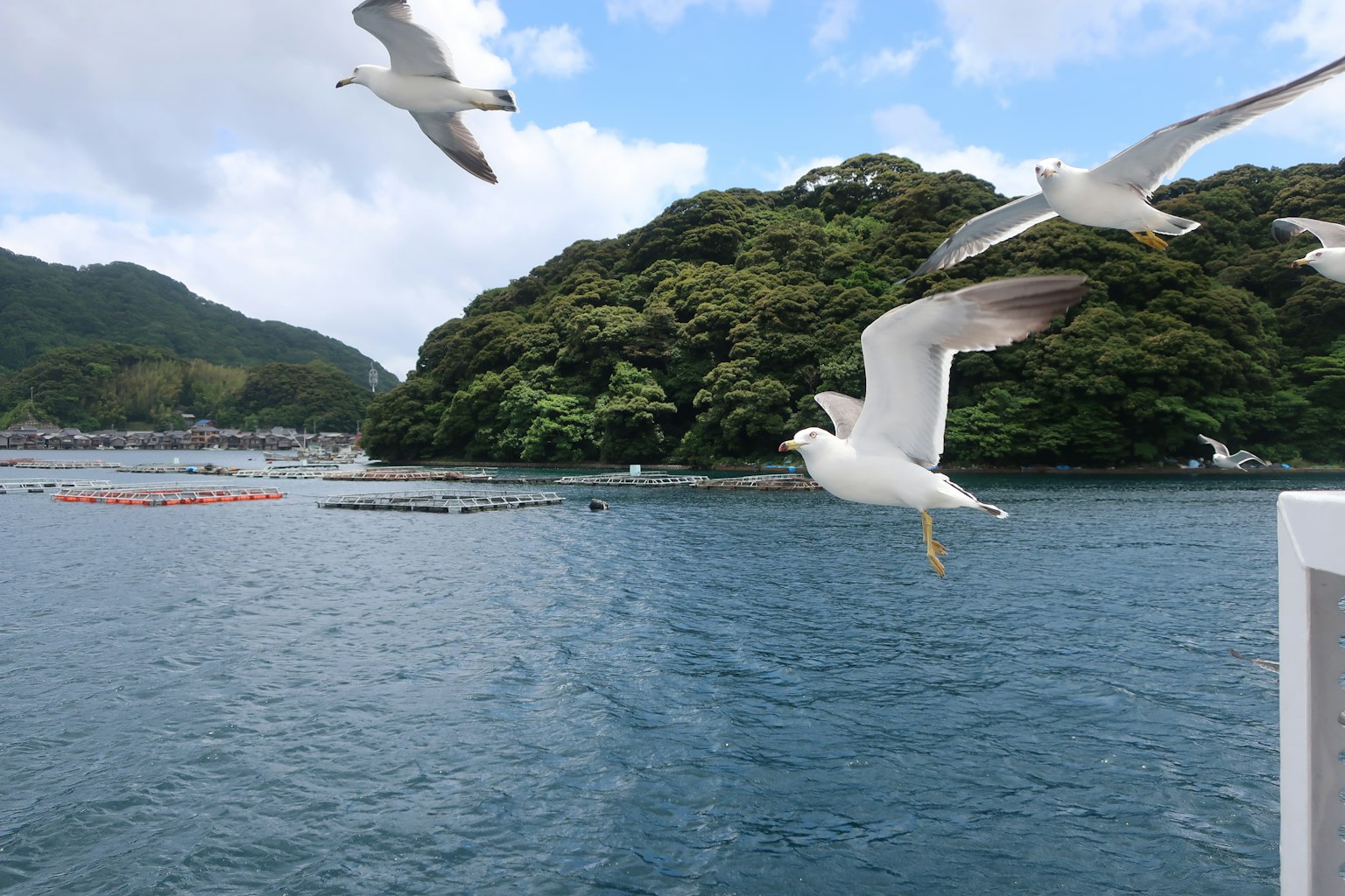 Möwen fliegen über das Wasser mit grünen Hügeln im Hintergrund