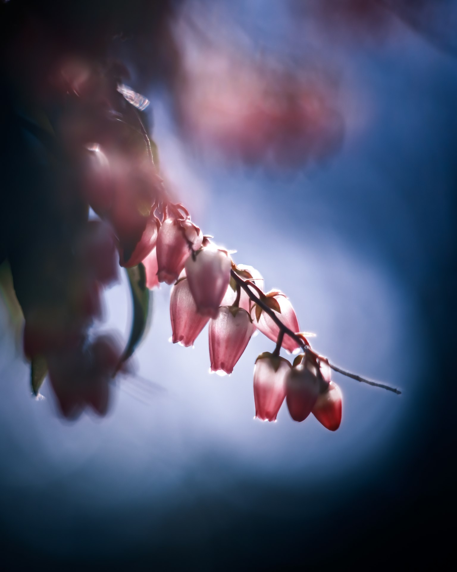 Primo piano di un ramo con fiori rosa su uno sfondo scuro