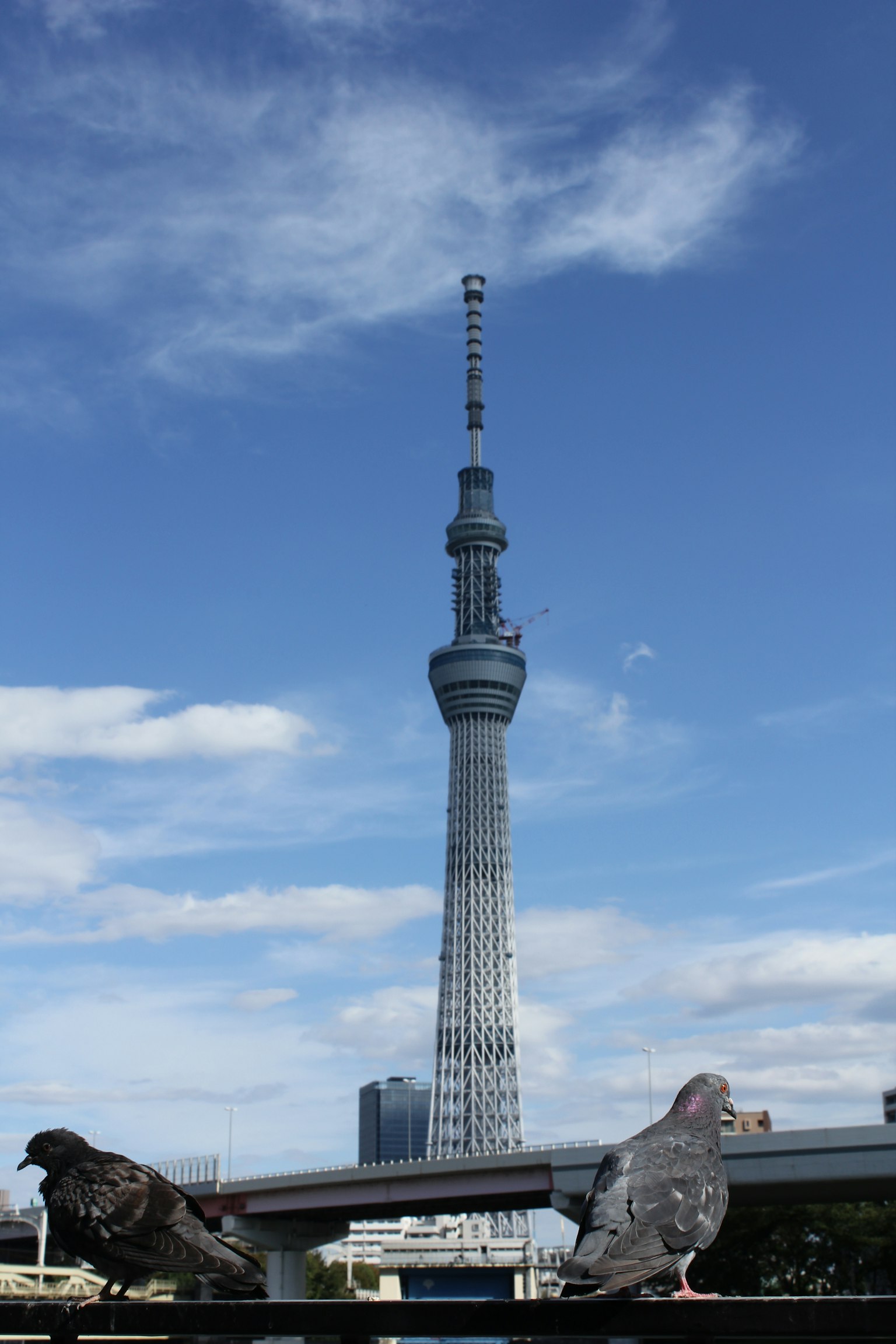 东京天空树在蓝天下，前景有两只鸽子