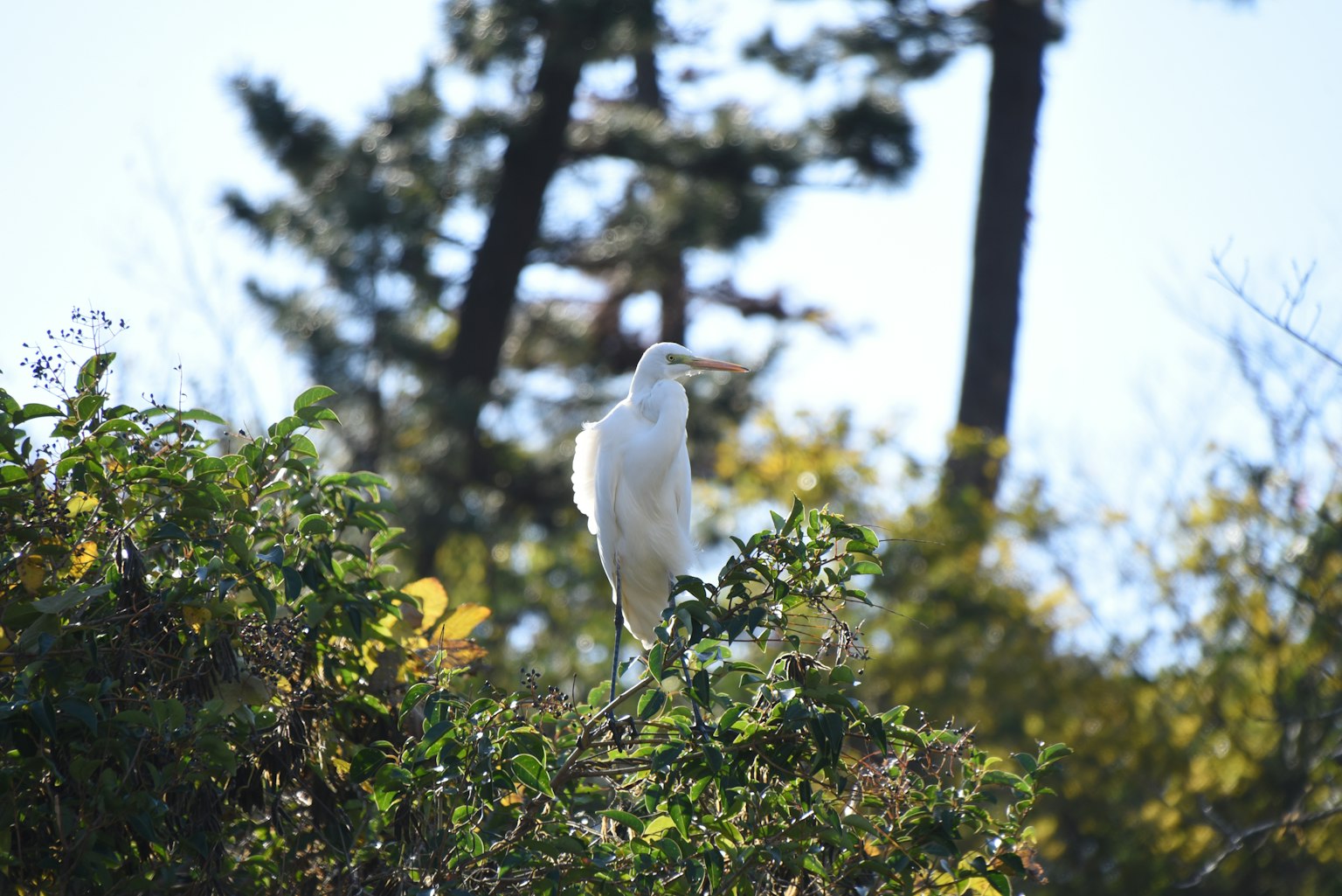 Un oiseau blanc se tenant parmi la verdure avec des arbres en arrière-plan