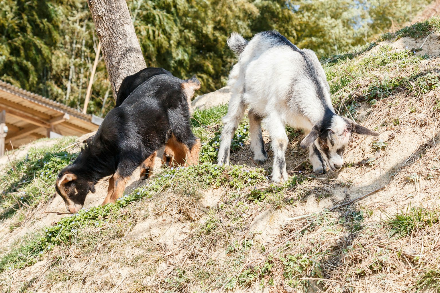 Schwarzer Hund und weiße Ziege grasen auf einem Hügel