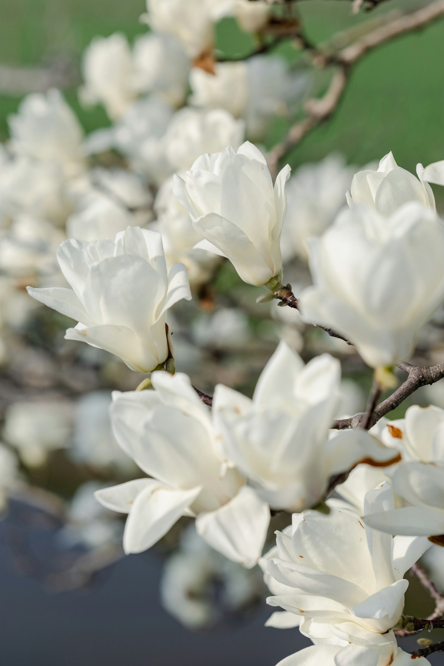 Primo piano di fiori di magnolia bianchi in fiore su un ramo