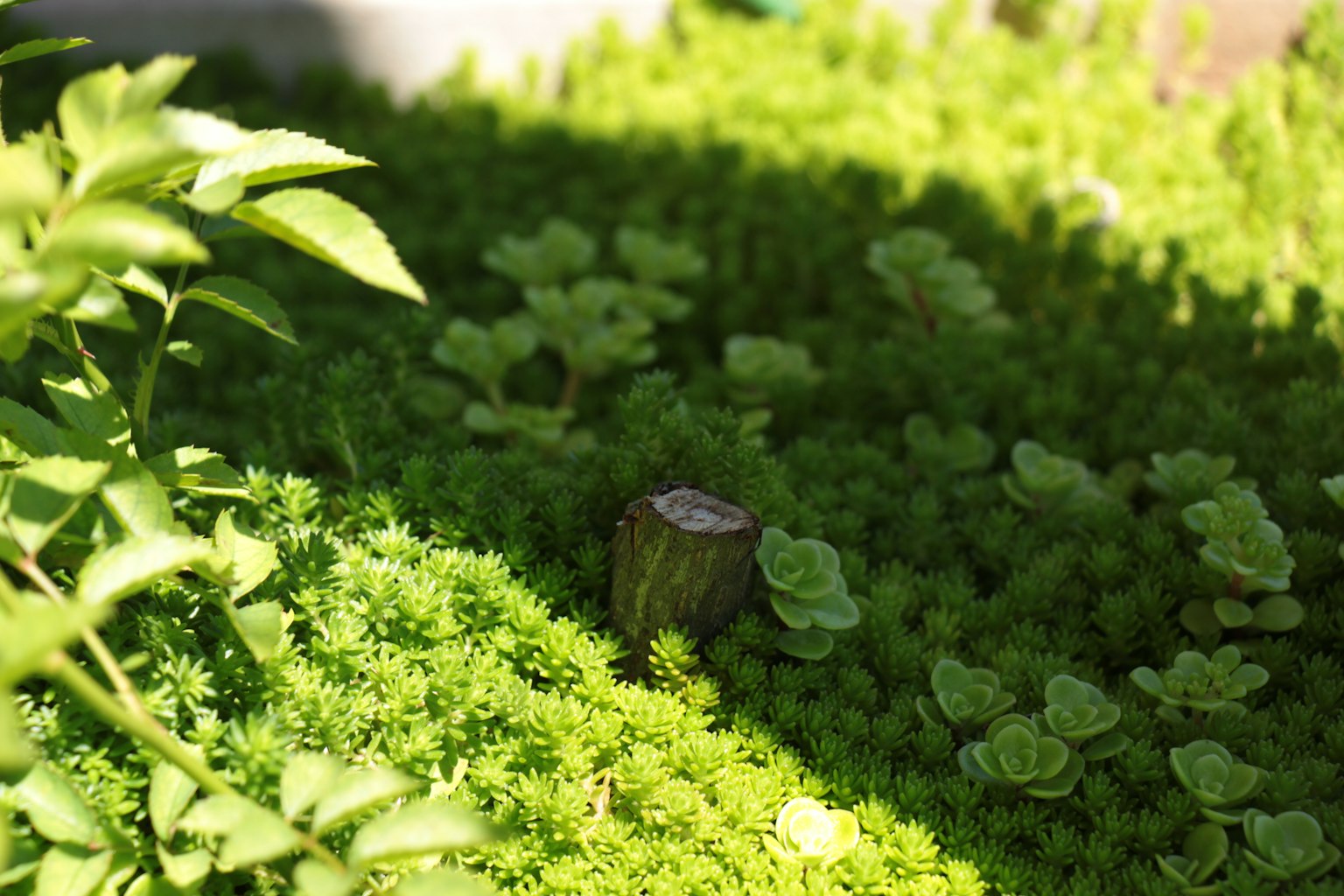 Lush green plants with a tree stump in the shade