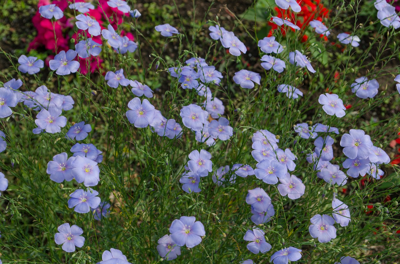 Feld mit hellvioletten Blumen und roten Blumen im Hintergrund