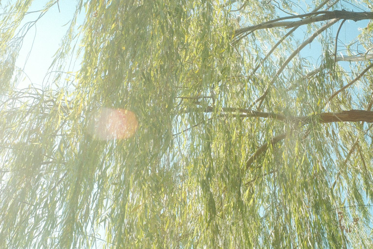 Grüne Weidenblätter hängen unter einem blauen Himmel