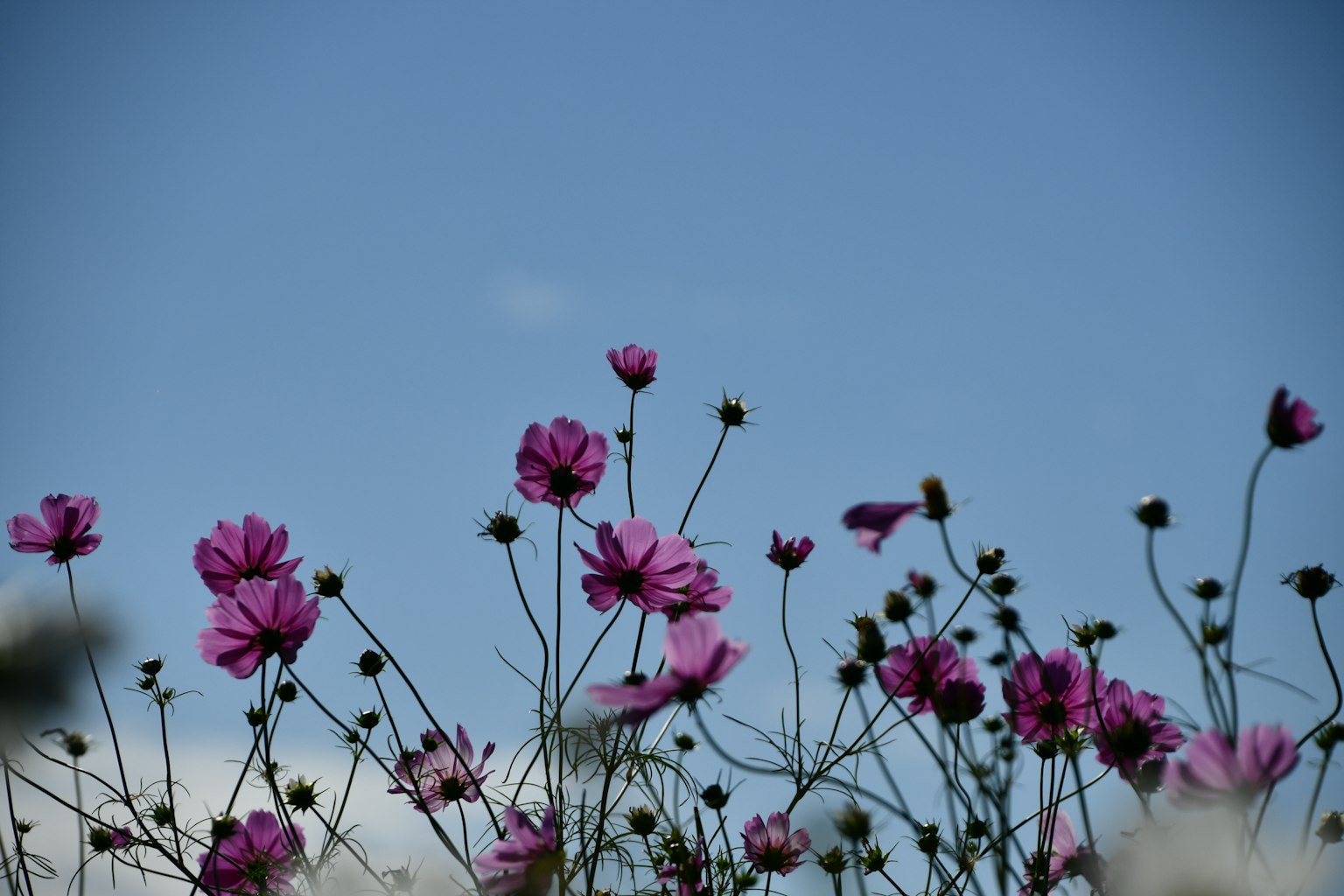 Massa di fiori rosa contro un cielo blu