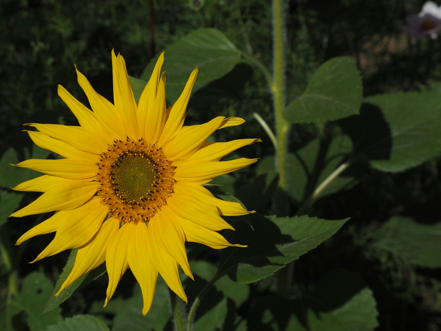 A vibrant yellow sunflower blooming among green leaves