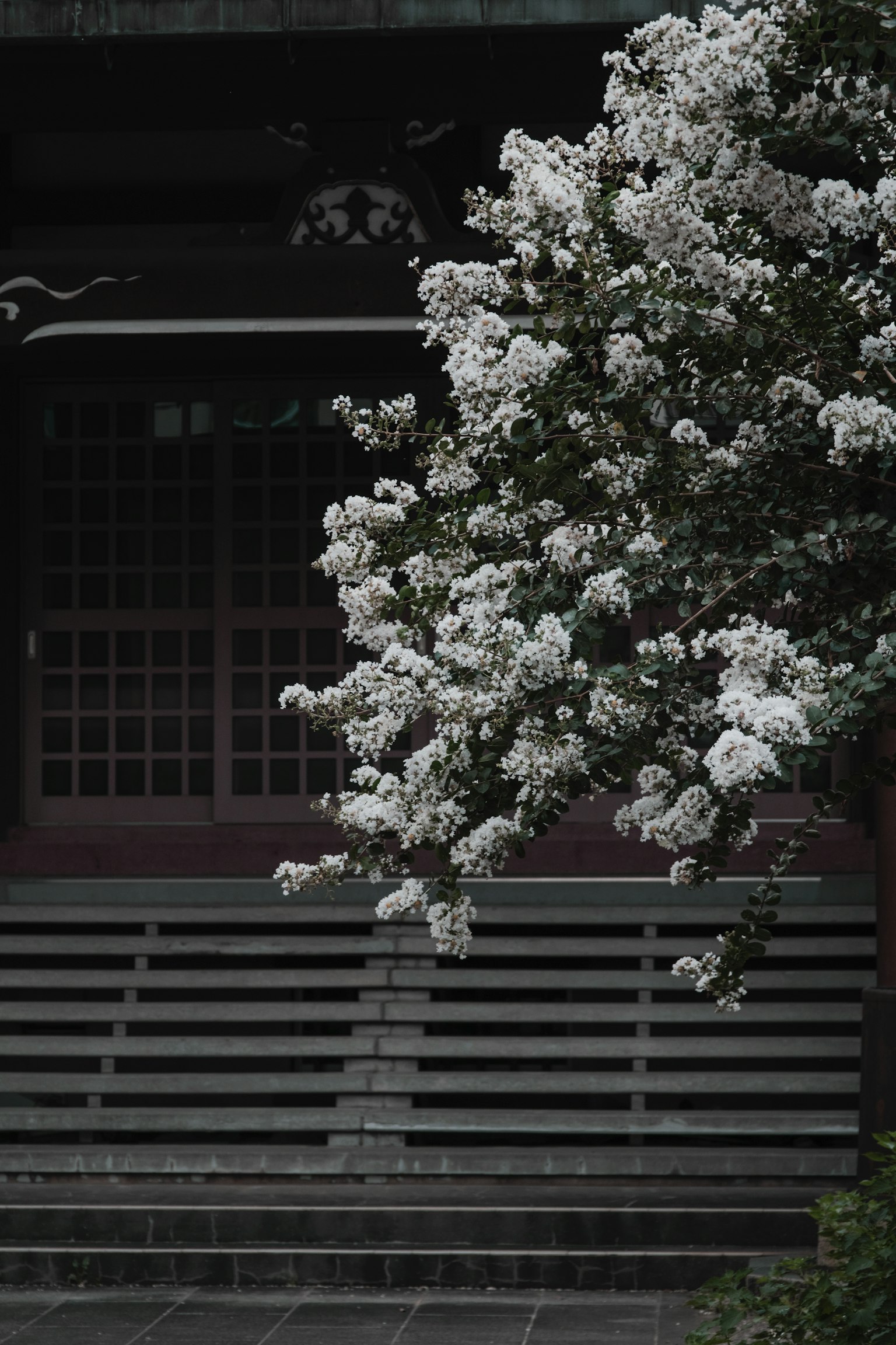 一棵白花树在传统建筑前