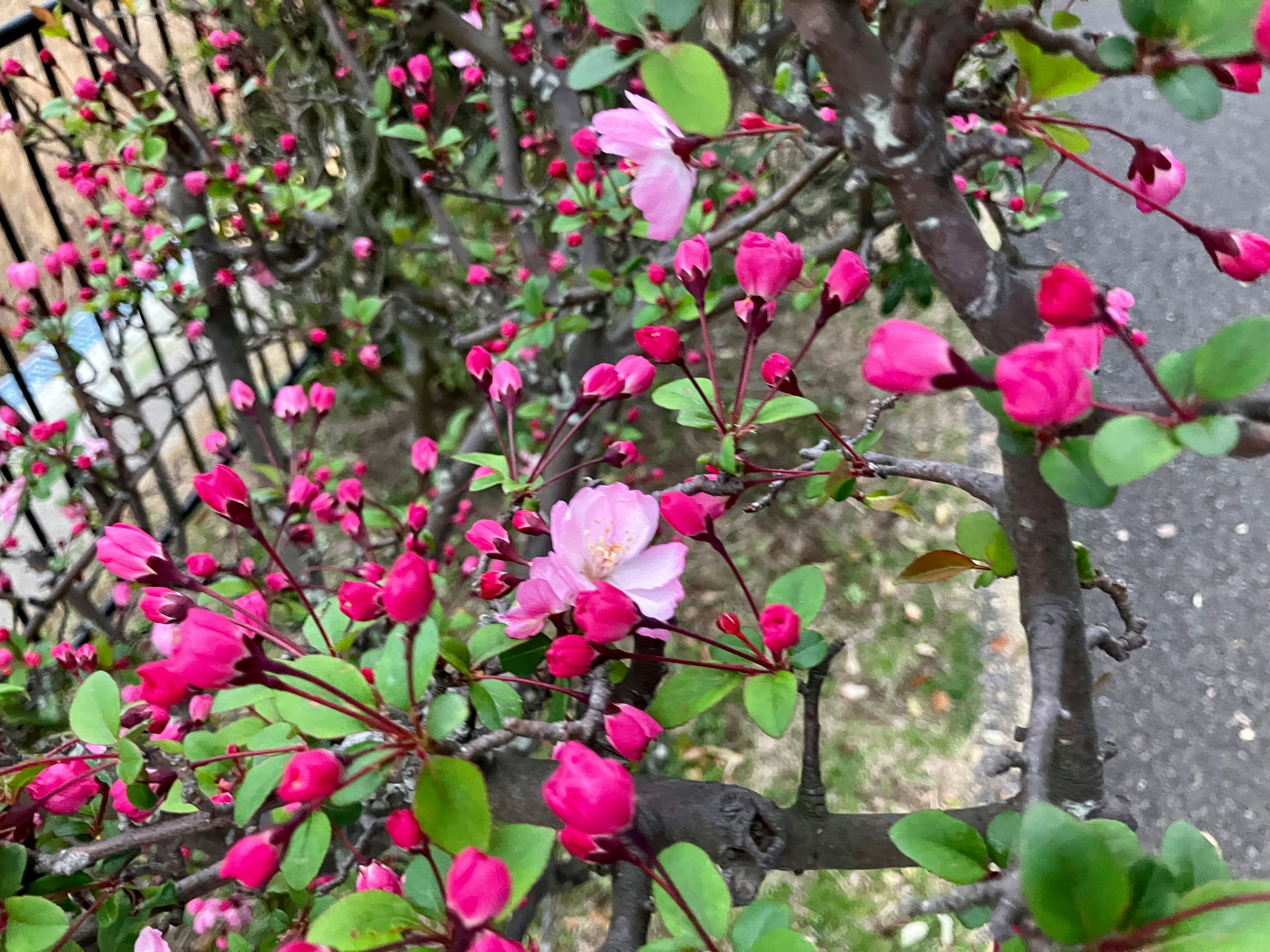 ピンクの花が咲く木の枝と葉のクローズアップ