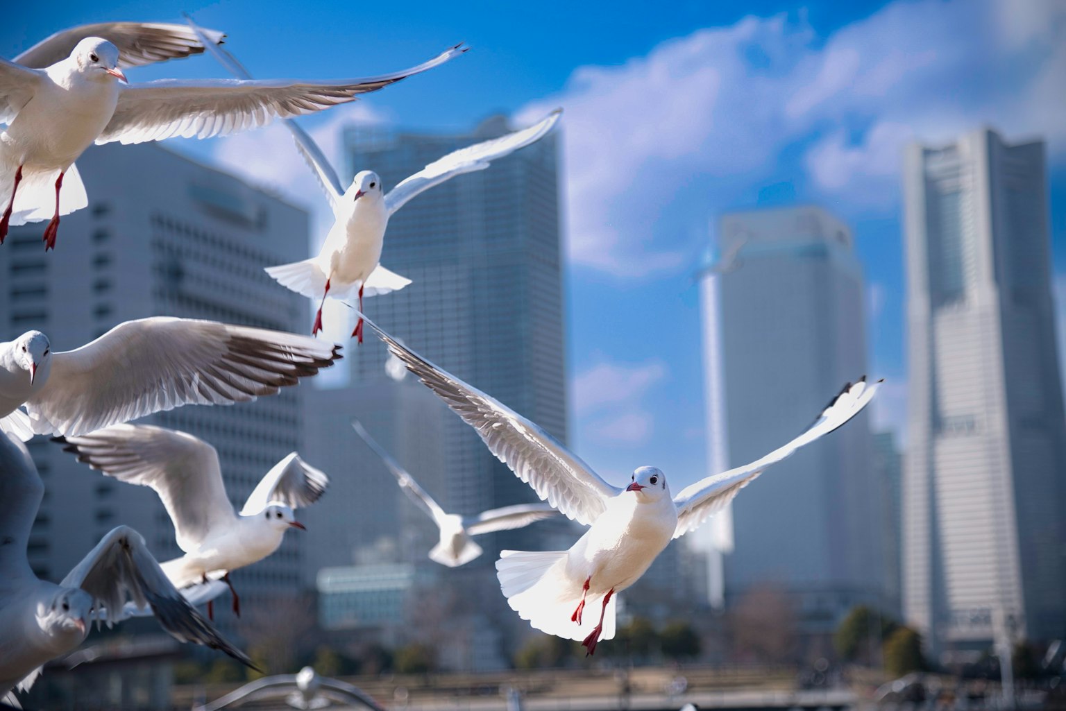 Un grupo de gaviotas blancas volando contra un horizonte urbano