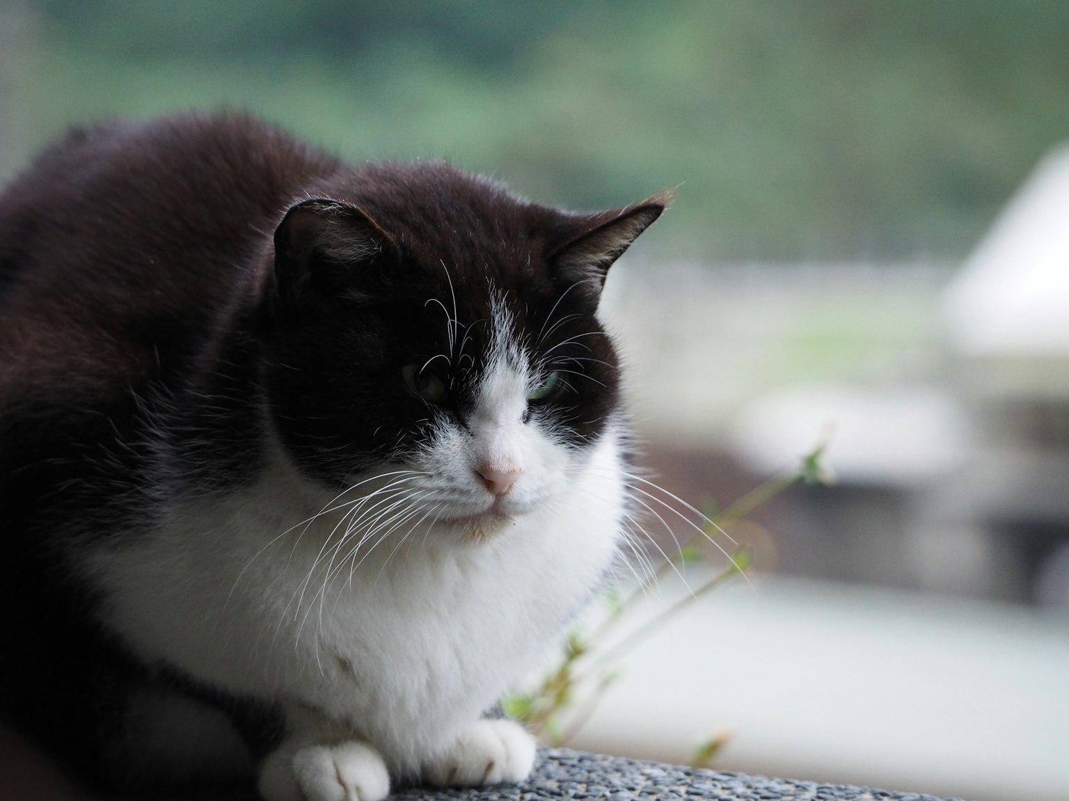 Un gatto bianco e nero che si rilassa vicino alla finestra in un ambiente naturale