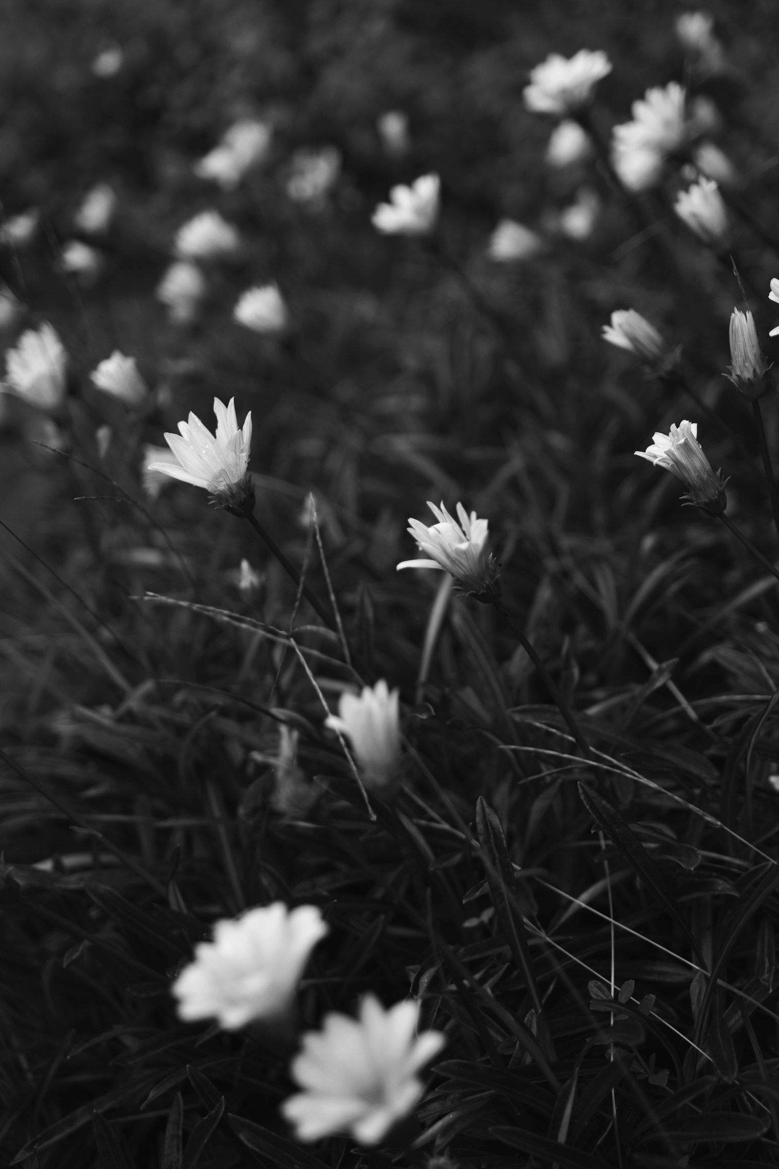 Photo en noir et blanc de fleurs blanches fleurissant dans une prairie verte