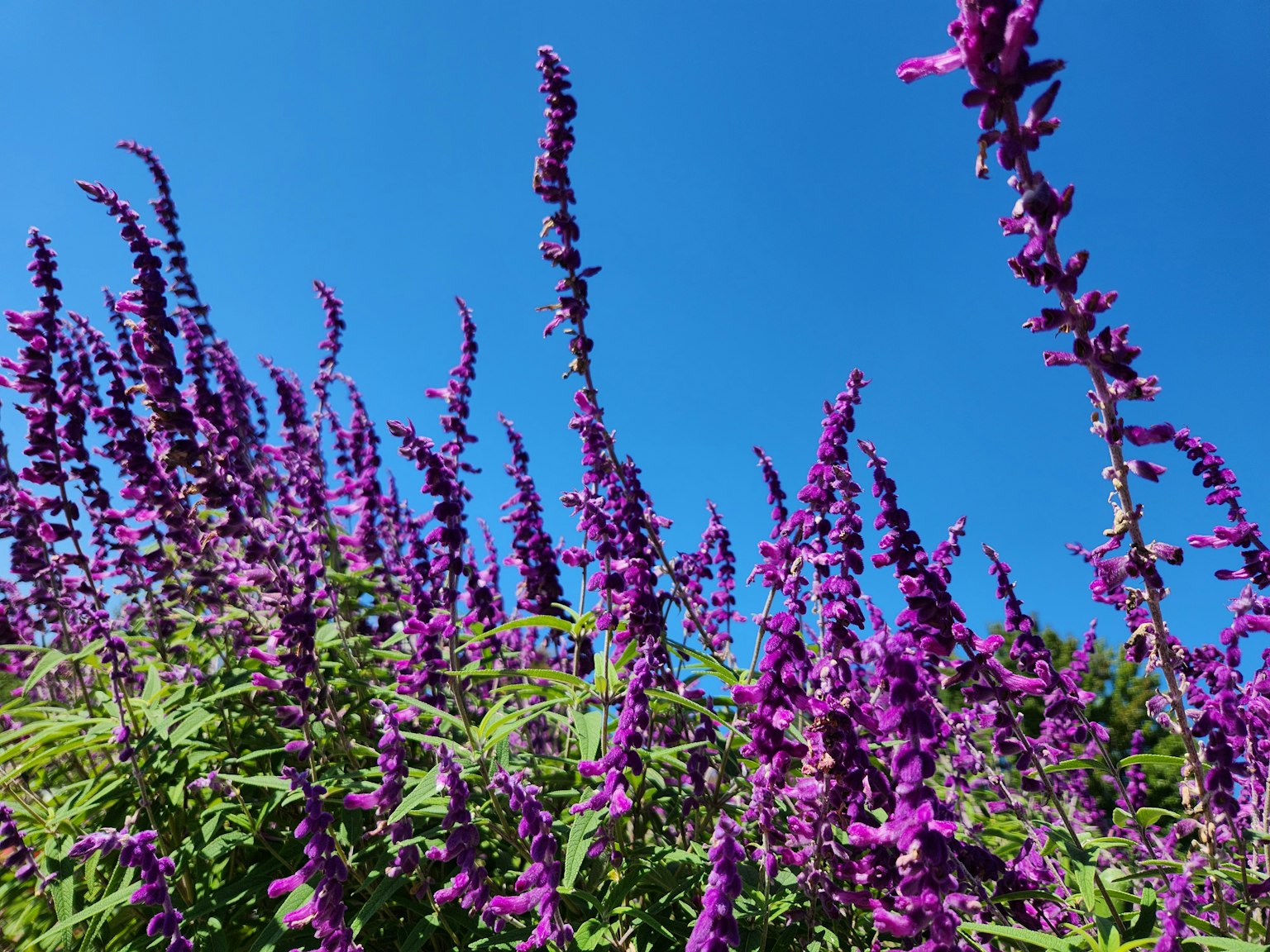 Grupo de flores moradas contra un cielo azul claro
