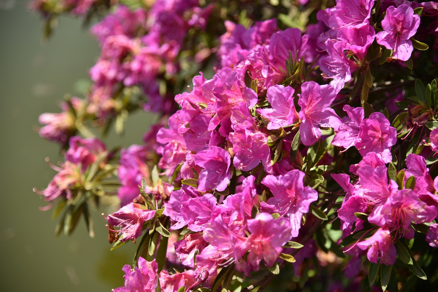 Fiori di azalea rosa vivaci in fiore