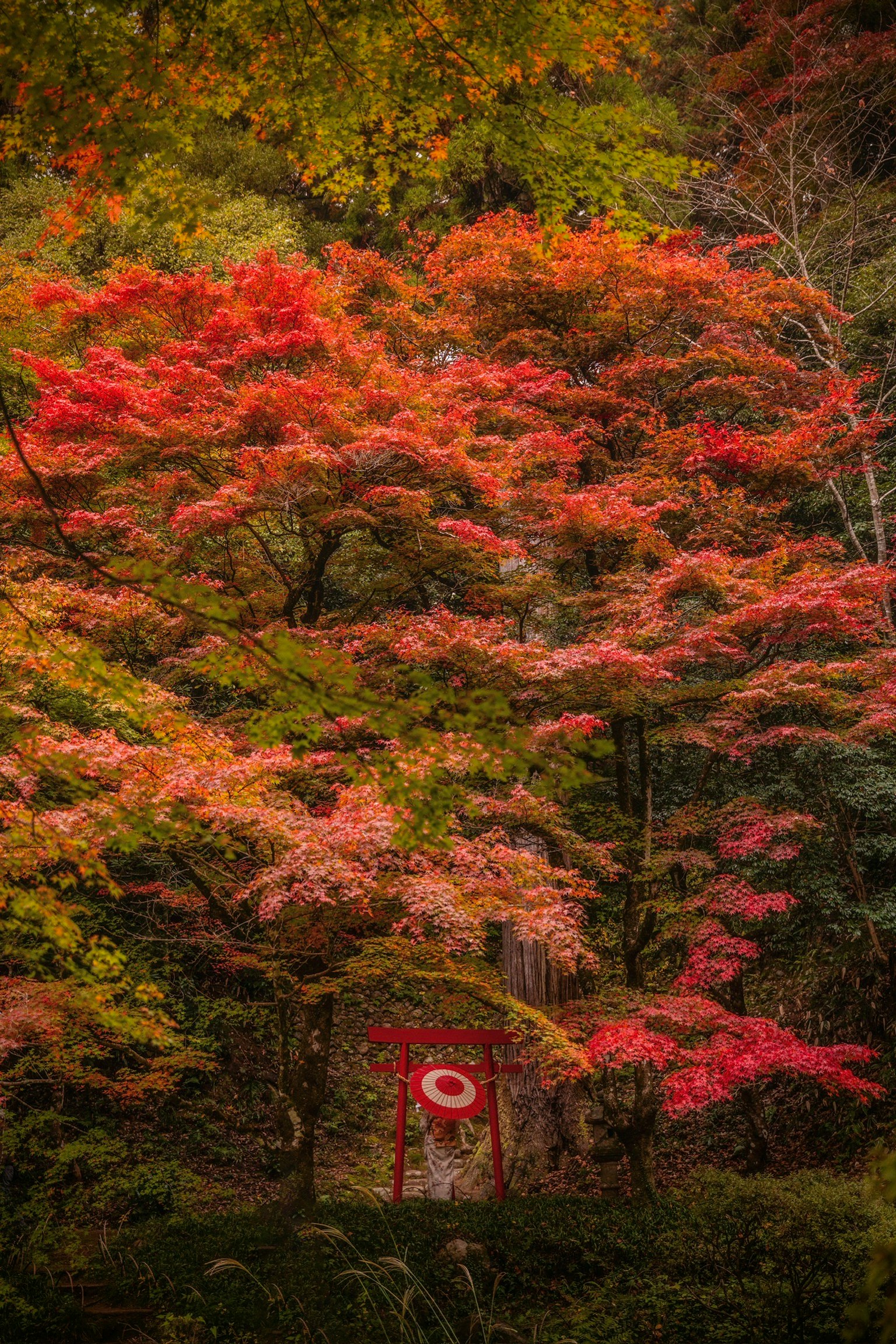 Un torii circondato da bellissimi fogliami autunnali