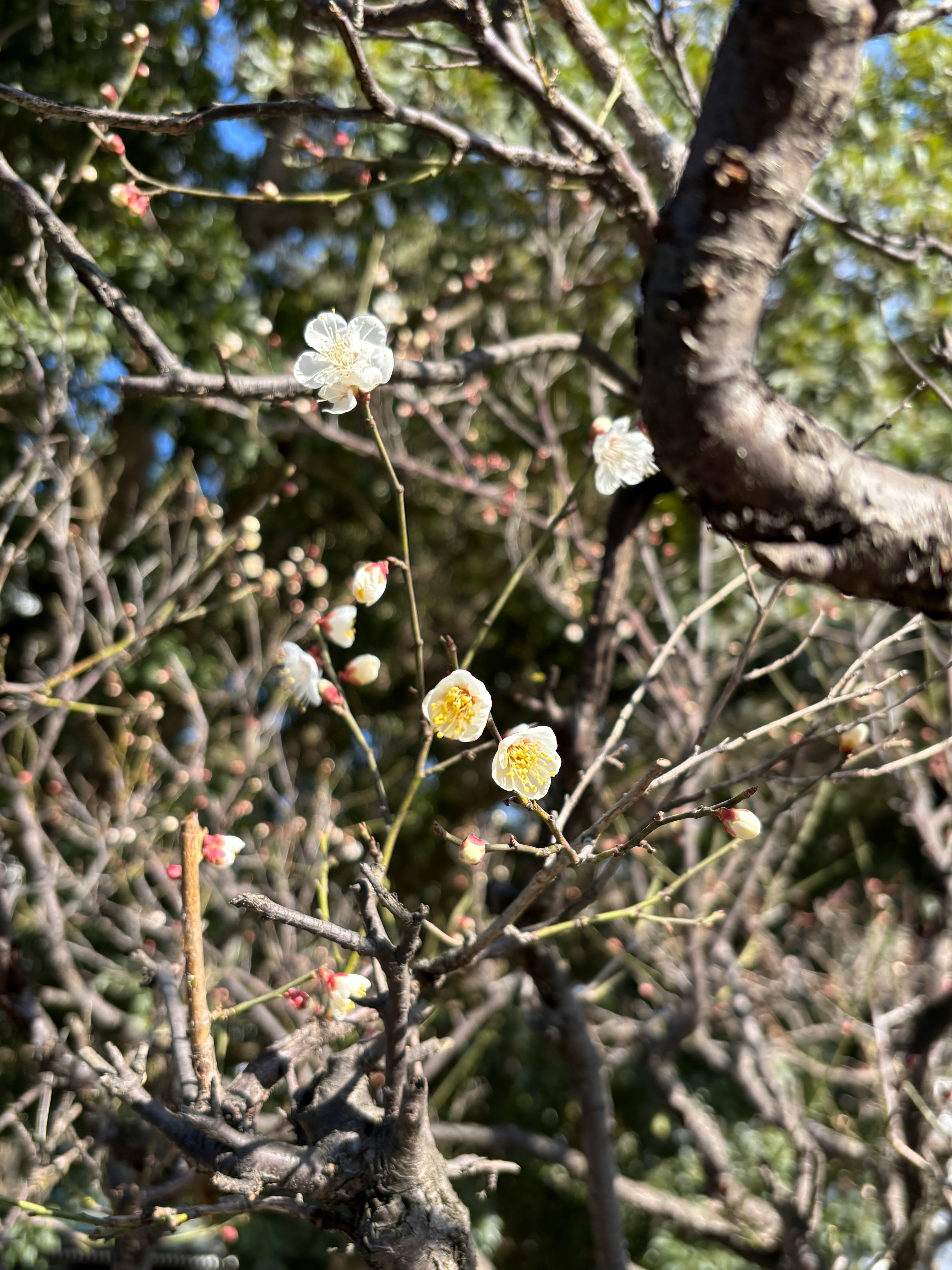梅の花が咲いている枝のクローズアップ