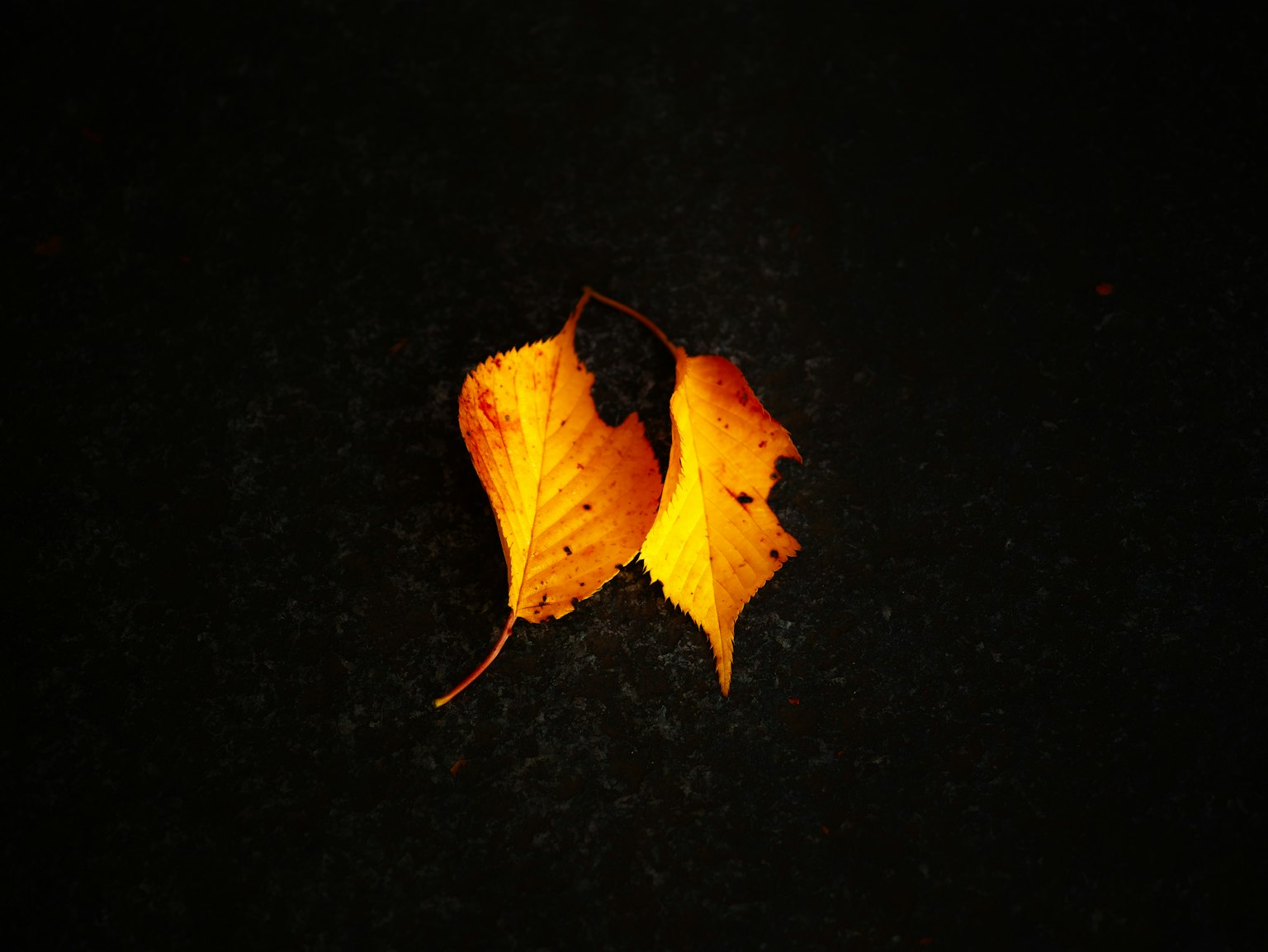 검은 배경에 놓인 두 개의 주황색 잎사귀