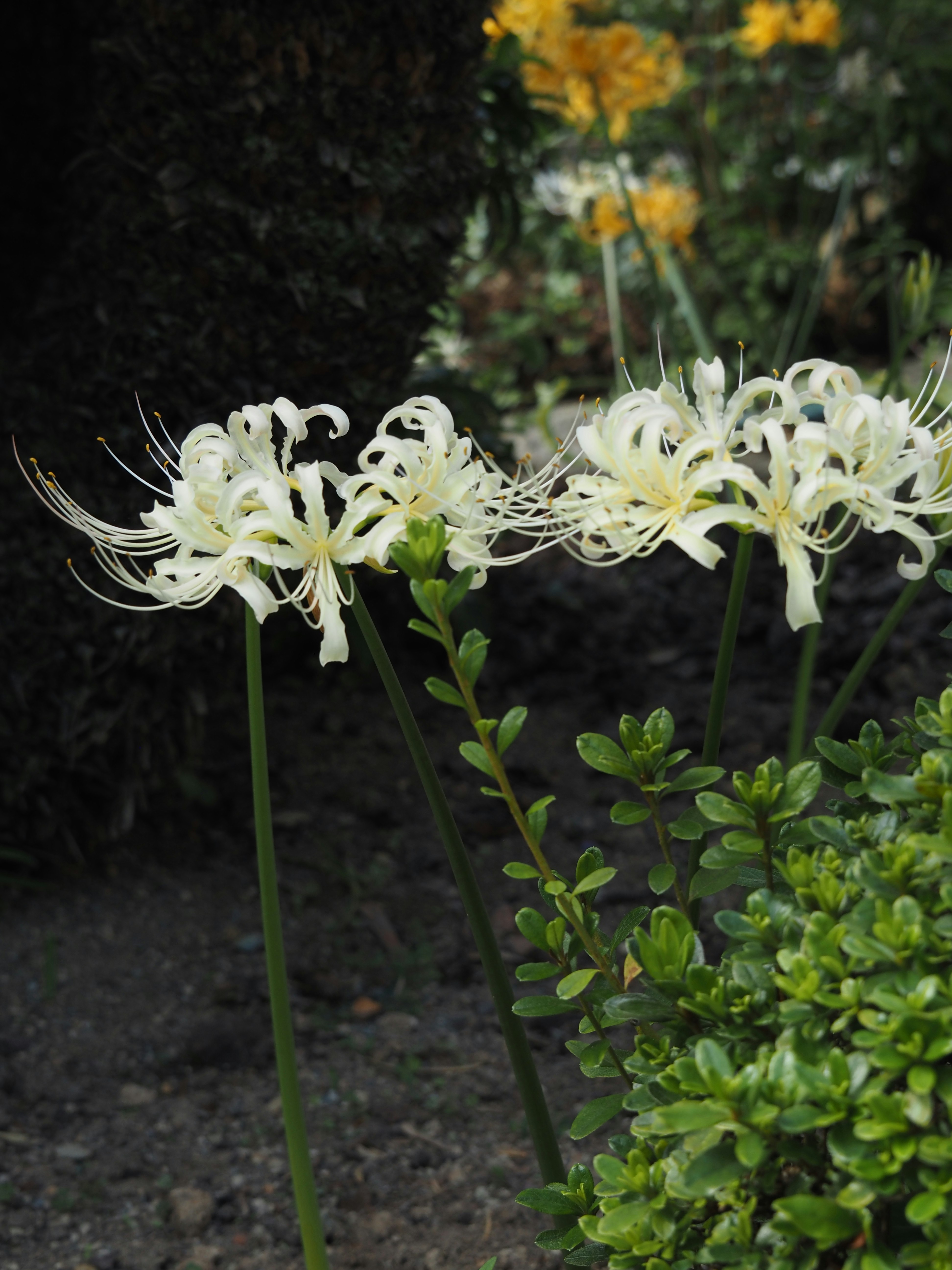 weiße Higanbana-Blüten in einem Gartenbeet
