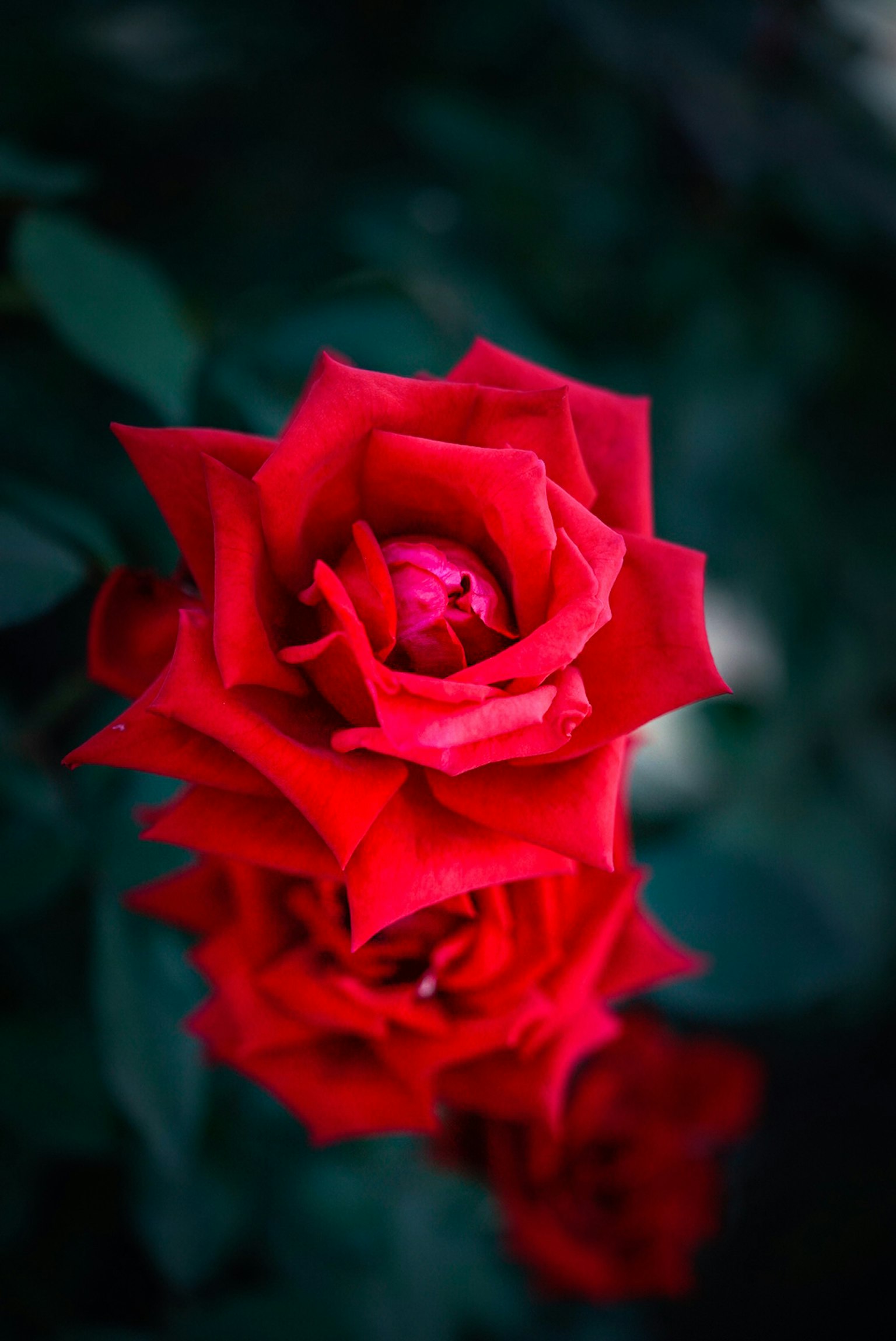 Ein schönes Bild von blühenden roten Rosen