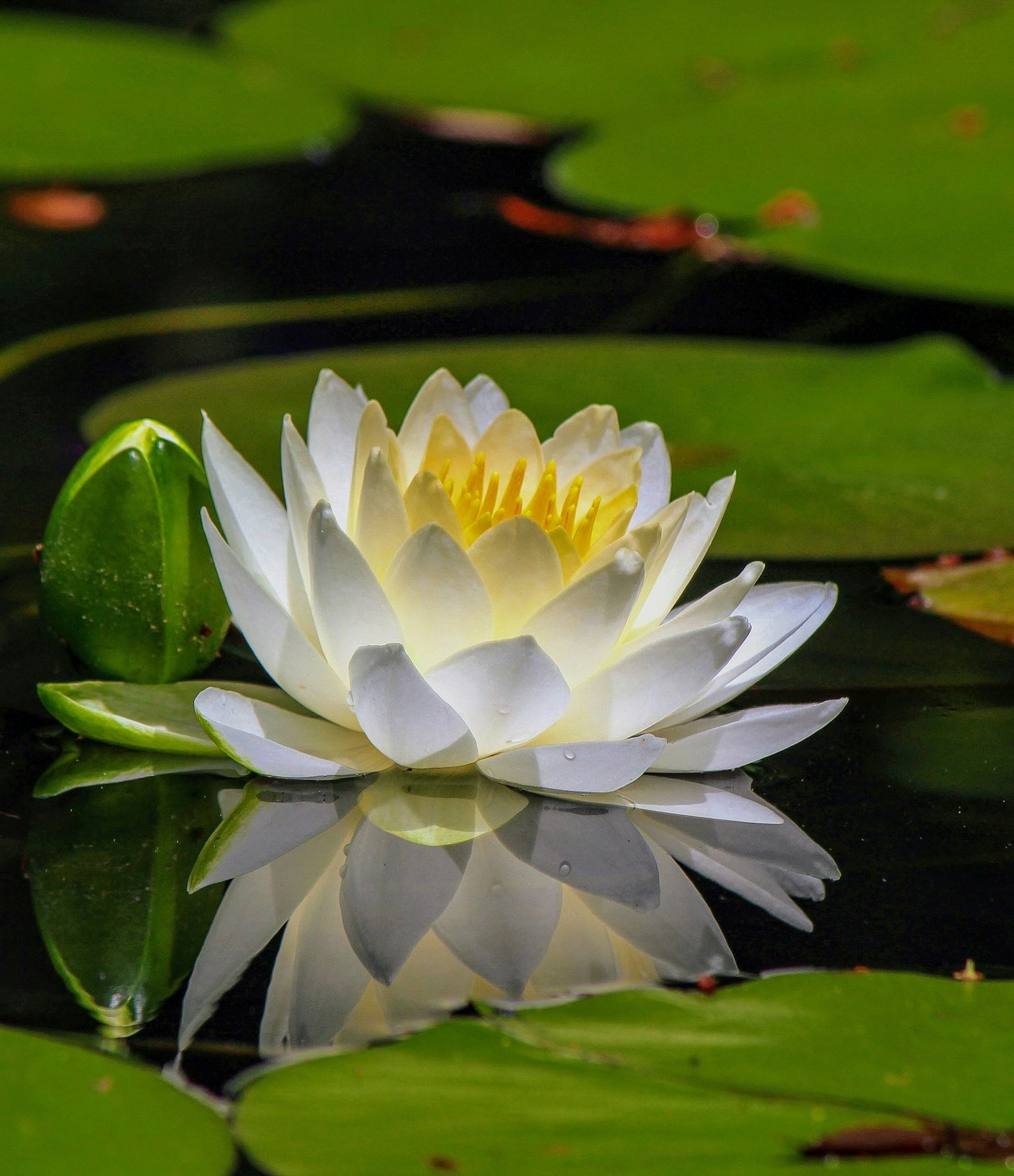 White water lily flower floating on the water surface with its reflection