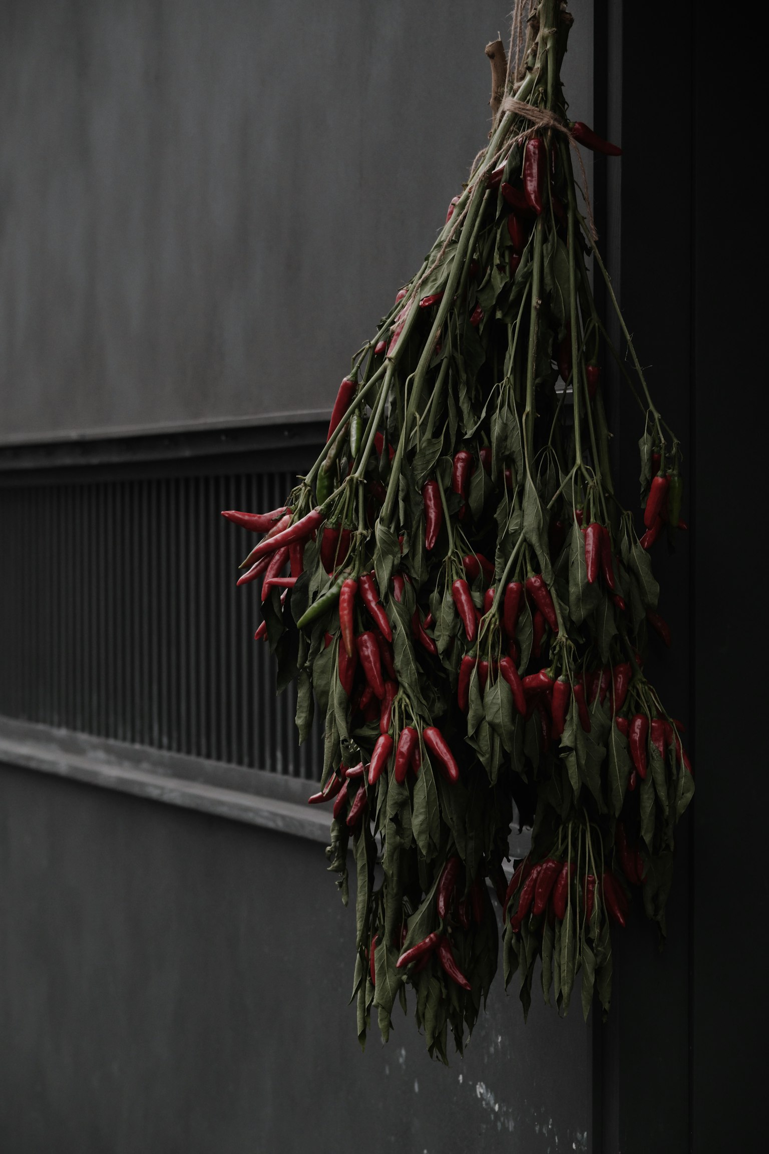 Un manojo de chiles rojos colgado sobre un fondo oscuro