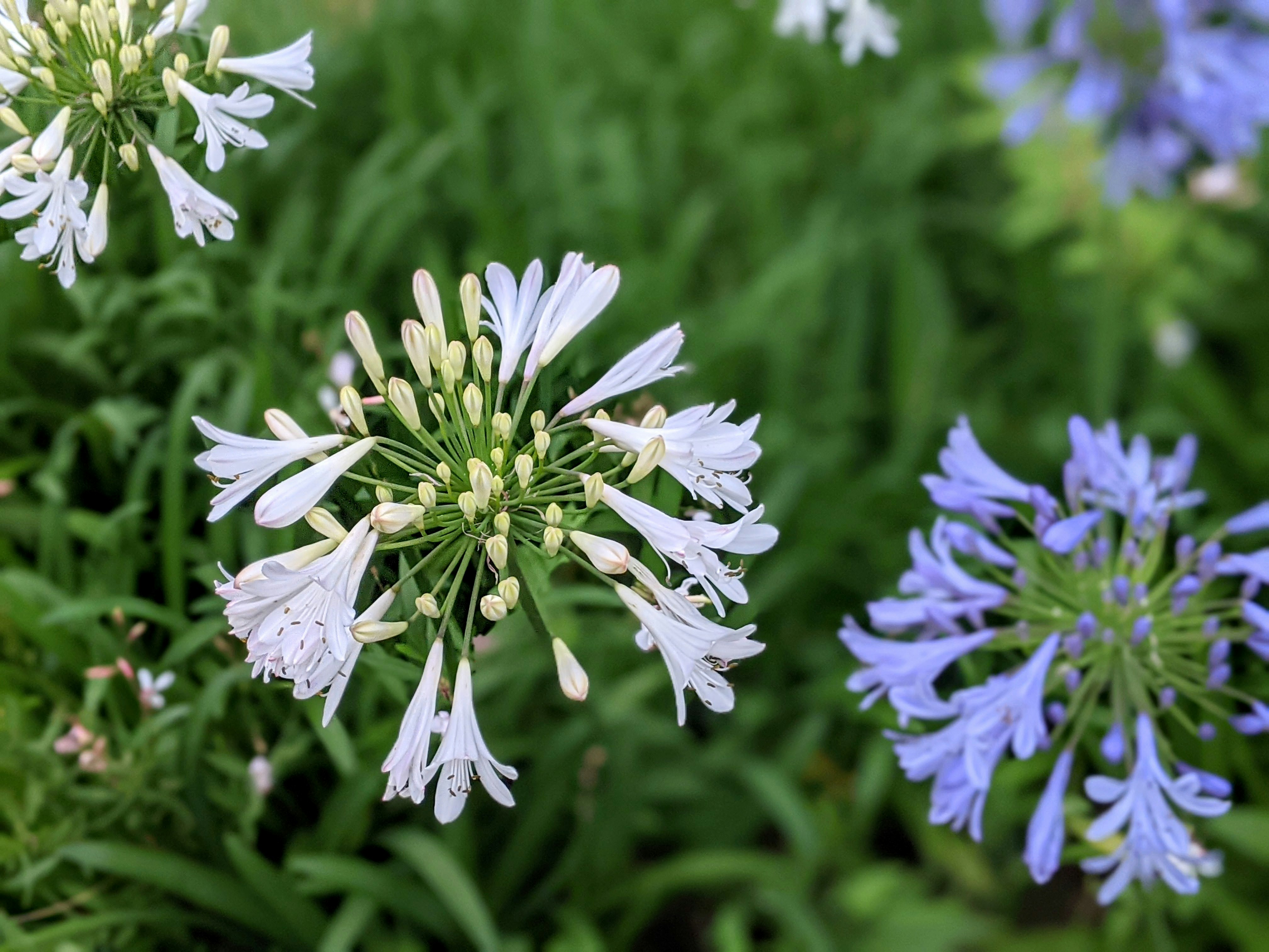 Close-up of agapanthus flowers and flower clusters
